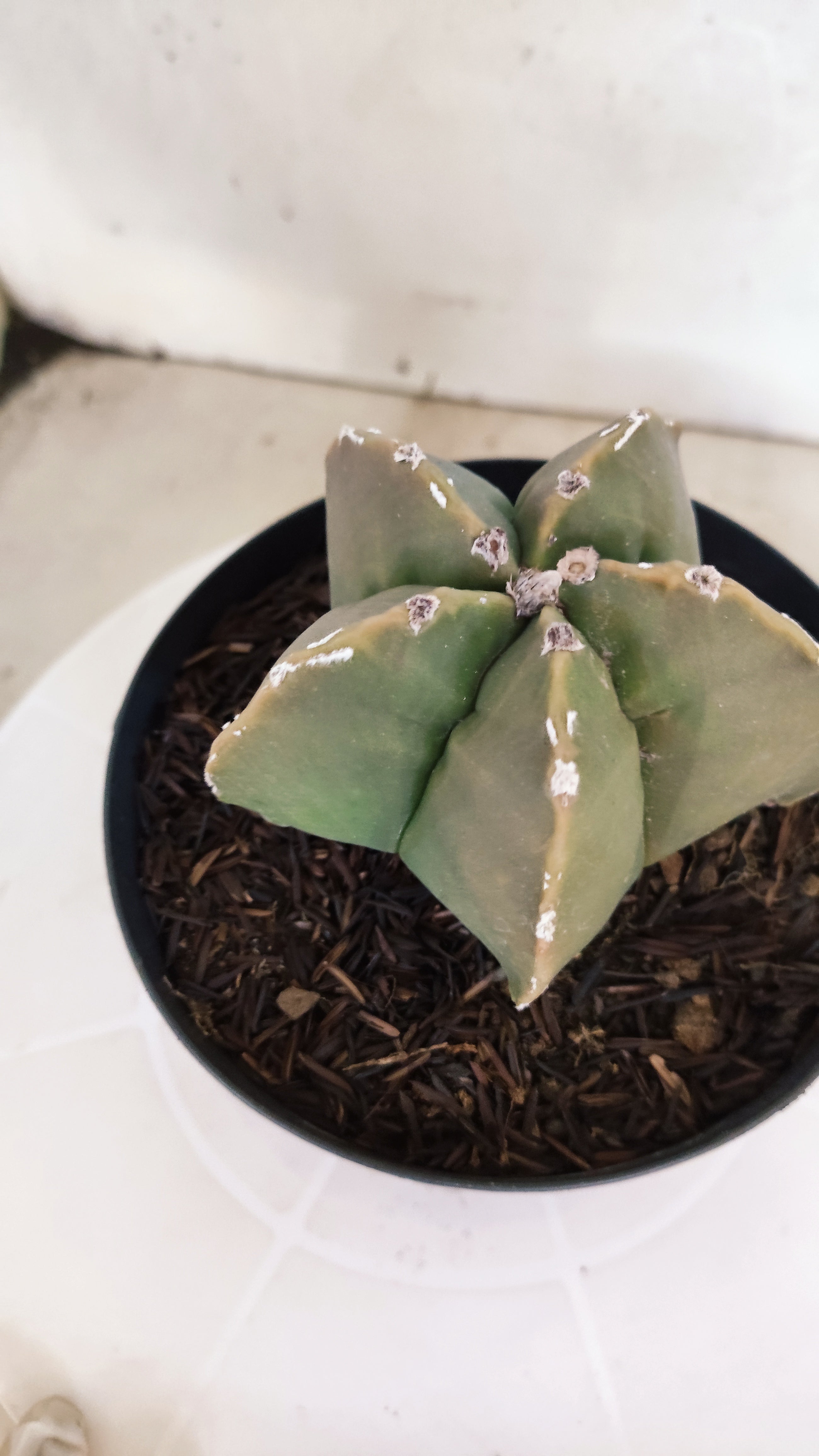 ASTROPHYTUM cv KIKKO "Hakkun" Nº 1209 – vaso 15
