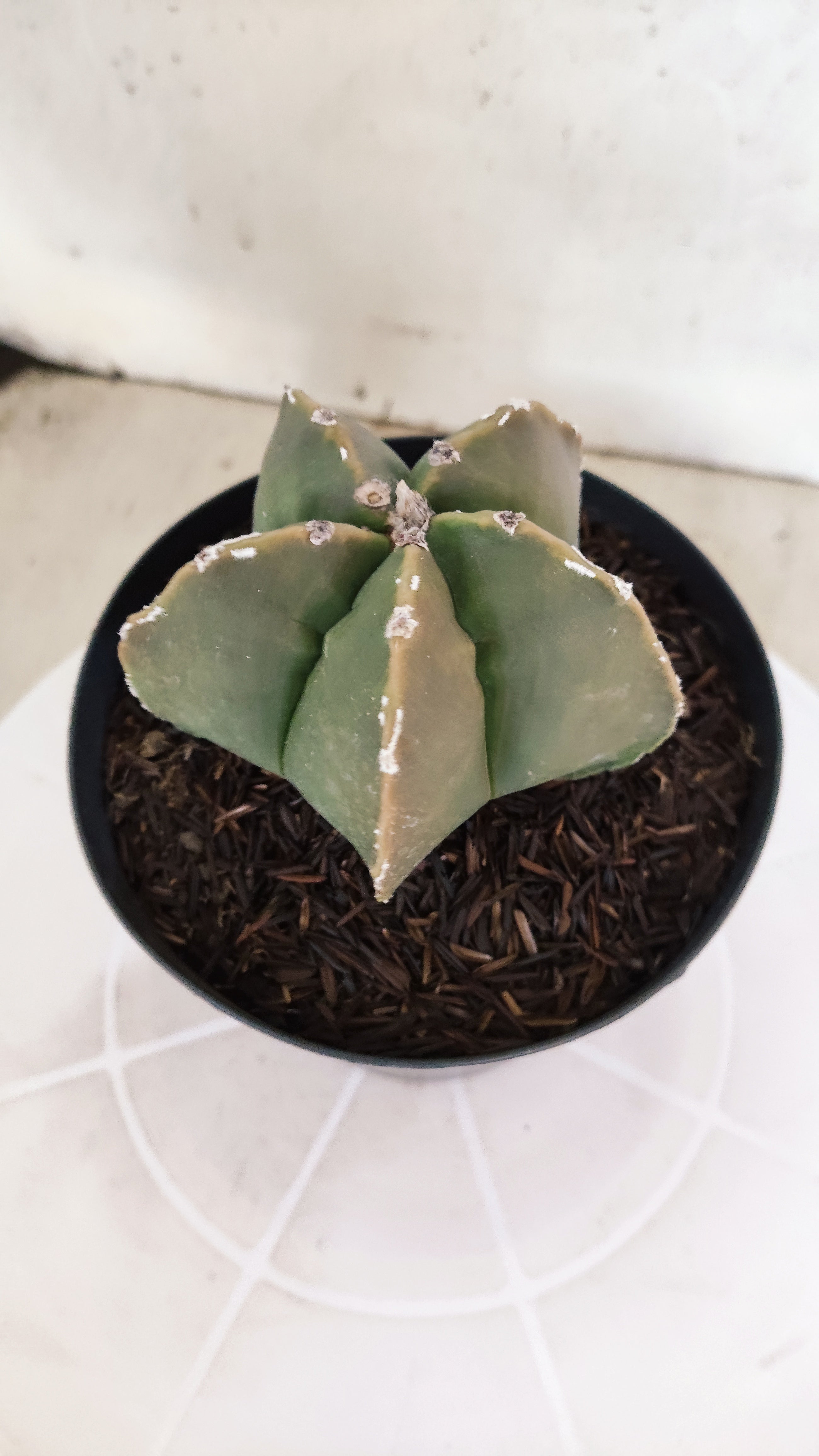 ASTROPHYTUM cv KIKKO "Hakkun" Nº 1209 – vaso 15