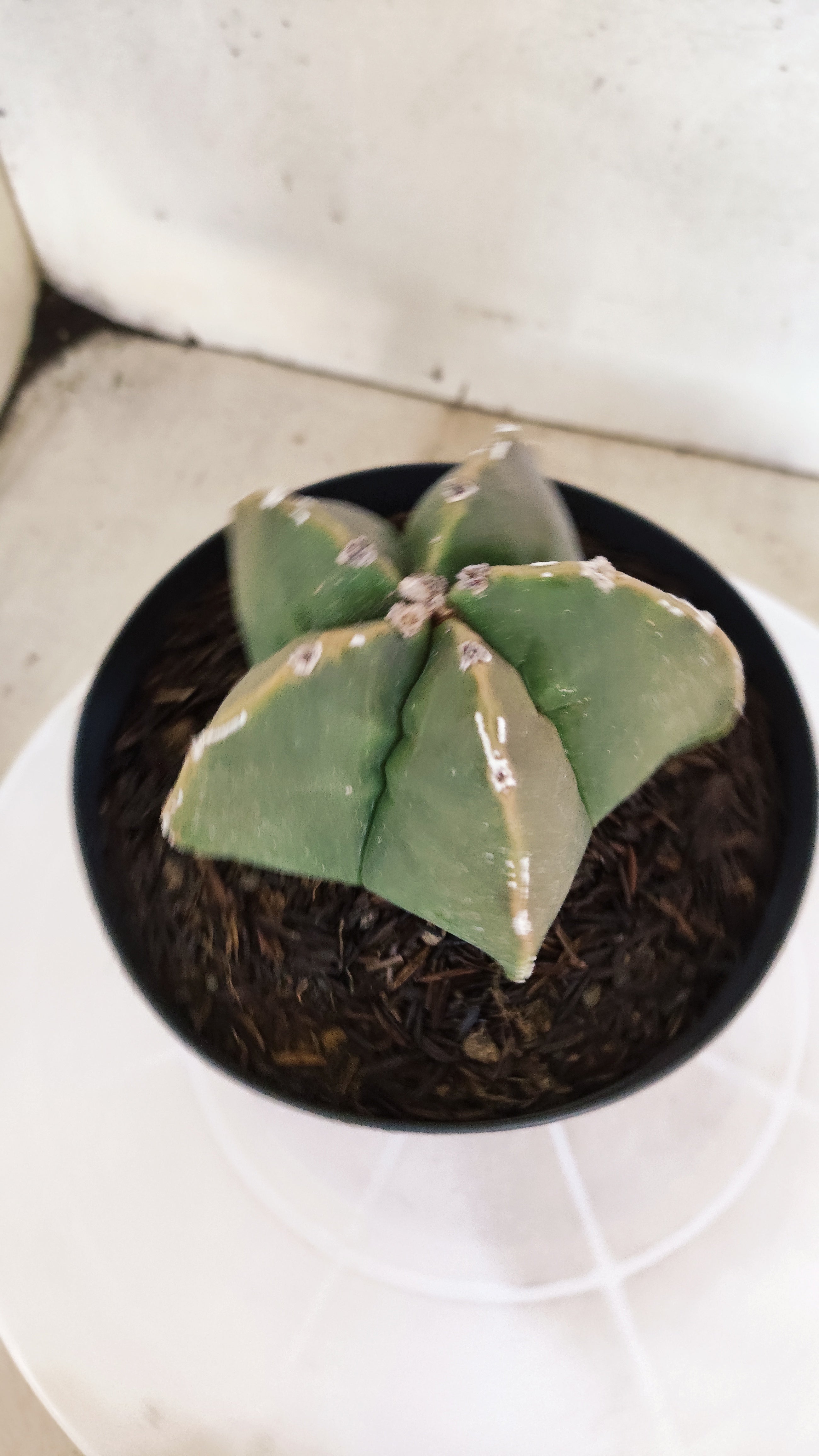 ASTROPHYTUM cv KIKKO "Hakkun" Nº 1209 – vaso 15