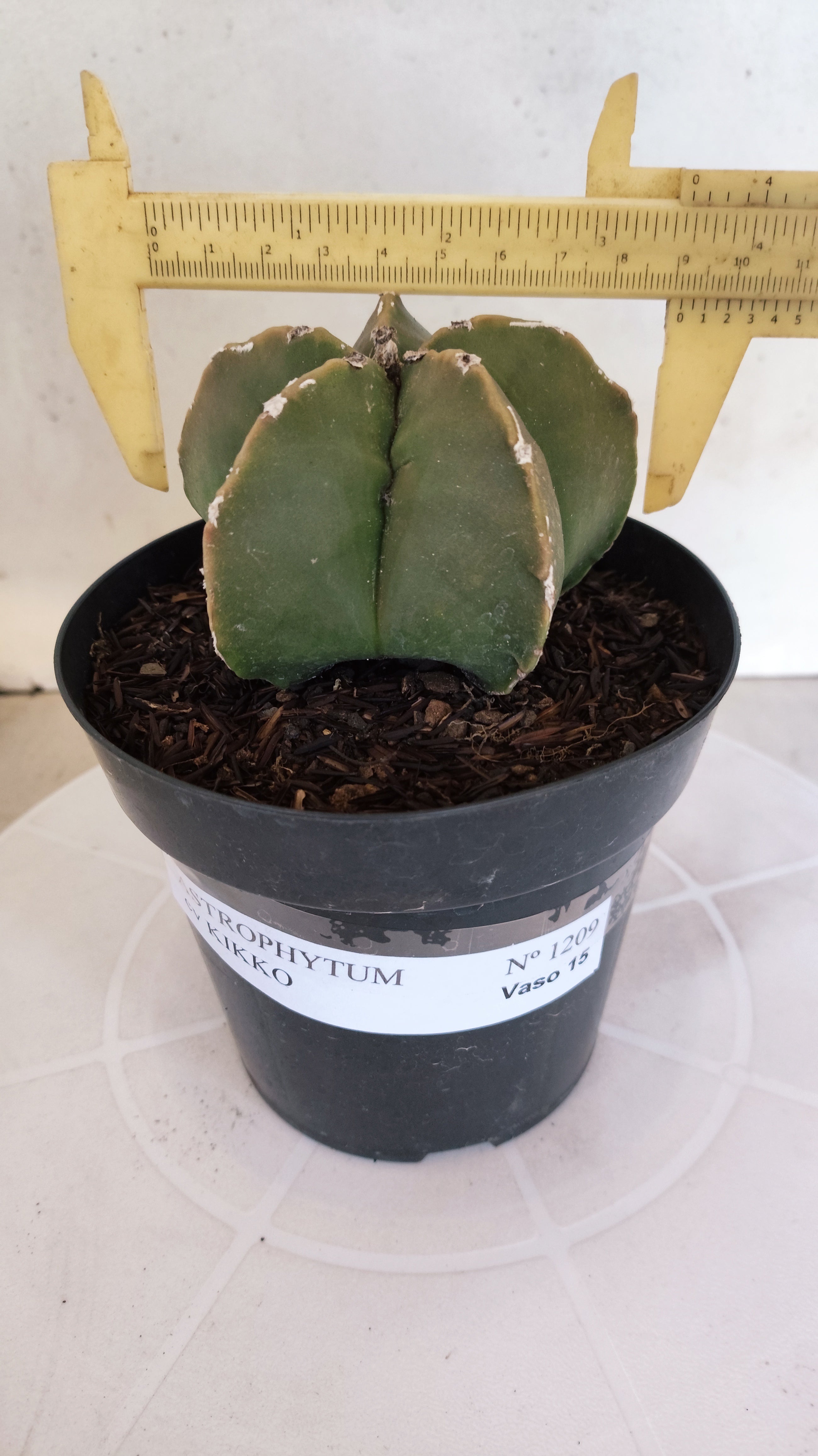 ASTROPHYTUM cv KIKKO "Hakkun" Nº 1209 – vaso 15