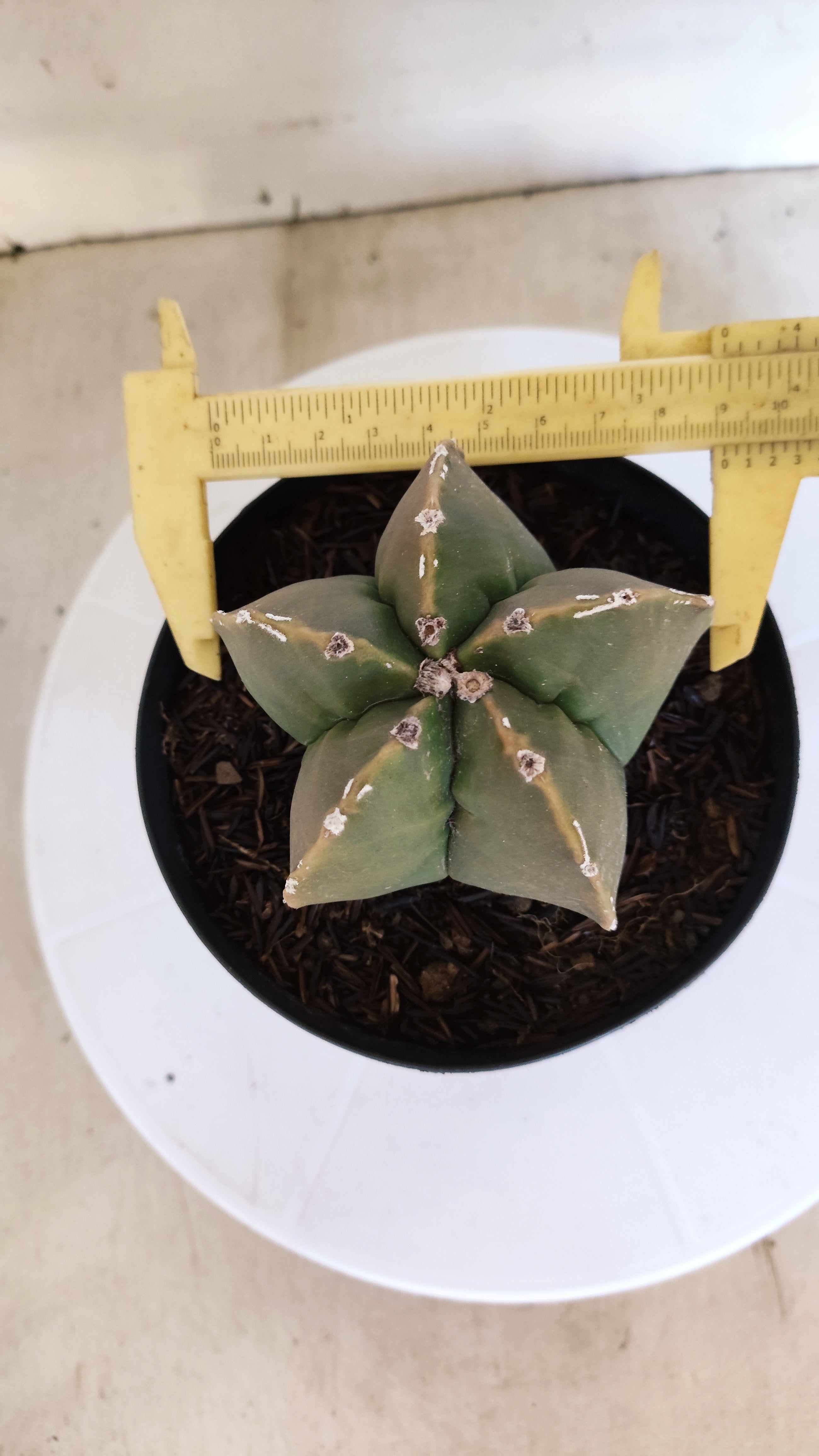 ASTROPHYTUM cv KIKKO "Hakkun" Nº 1209 – vaso 15
