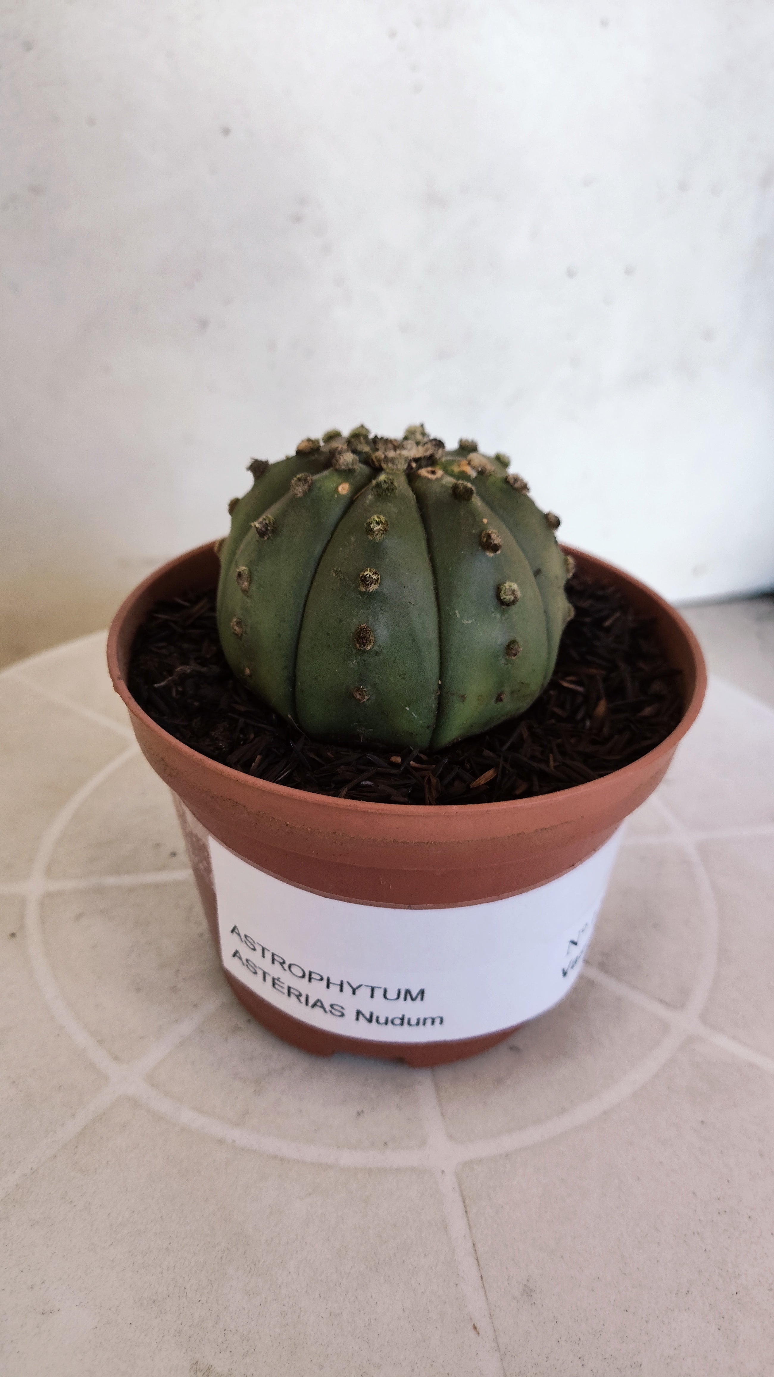 MATRIZ ASTROPHYTUM ASTÉRIAS "Nudum" Nº 1201 – vaso 11