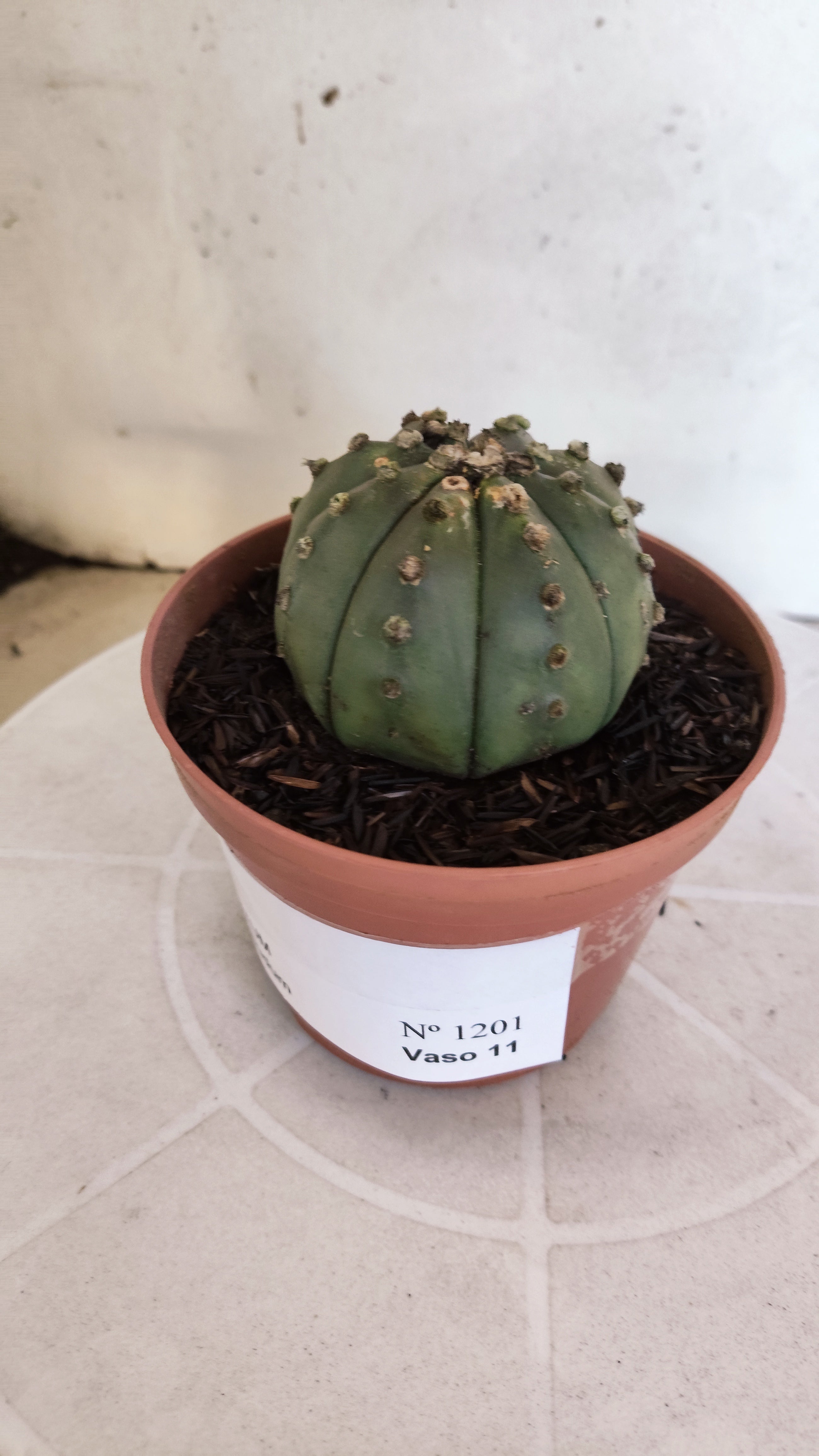 MATRIZ ASTROPHYTUM ASTÉRIAS "Nudum" Nº 1201 – vaso 11