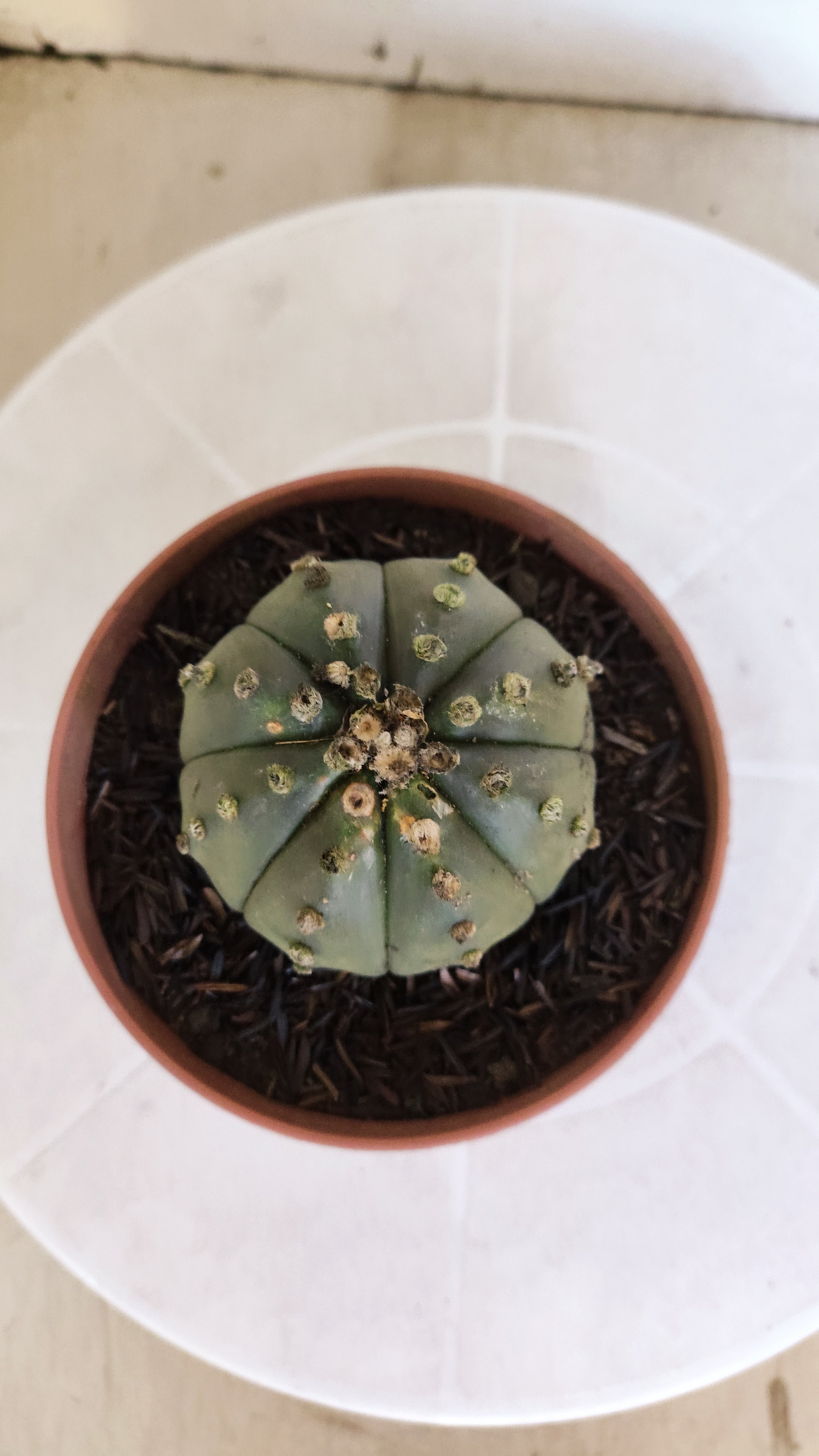 MATRIZ ASTROPHYTUM ASTÉRIAS "Nudum" Nº 1201 – vaso 11