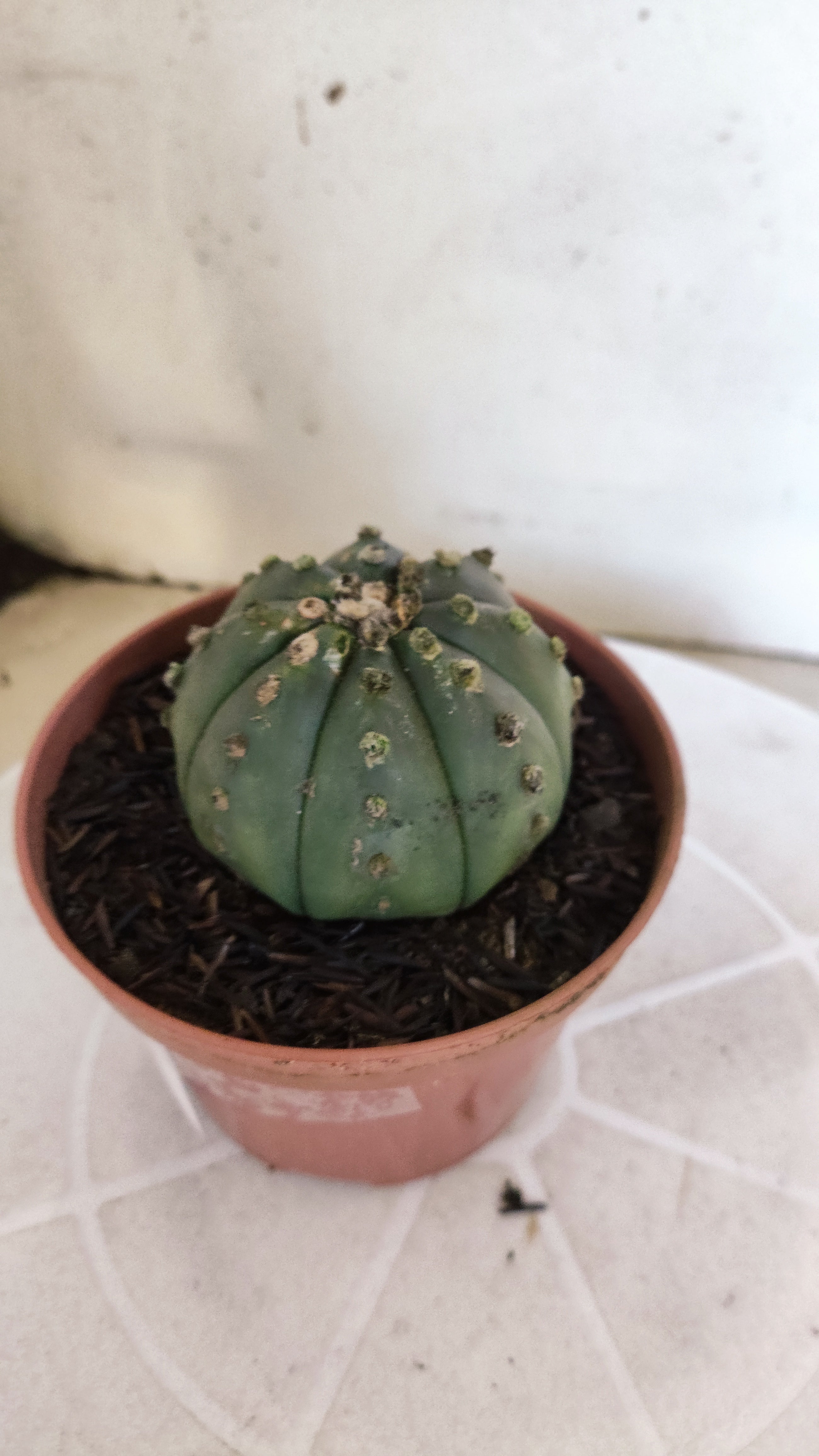 MATRIZ ASTROPHYTUM ASTÉRIAS "Nudum" Nº 1201 – vaso 11