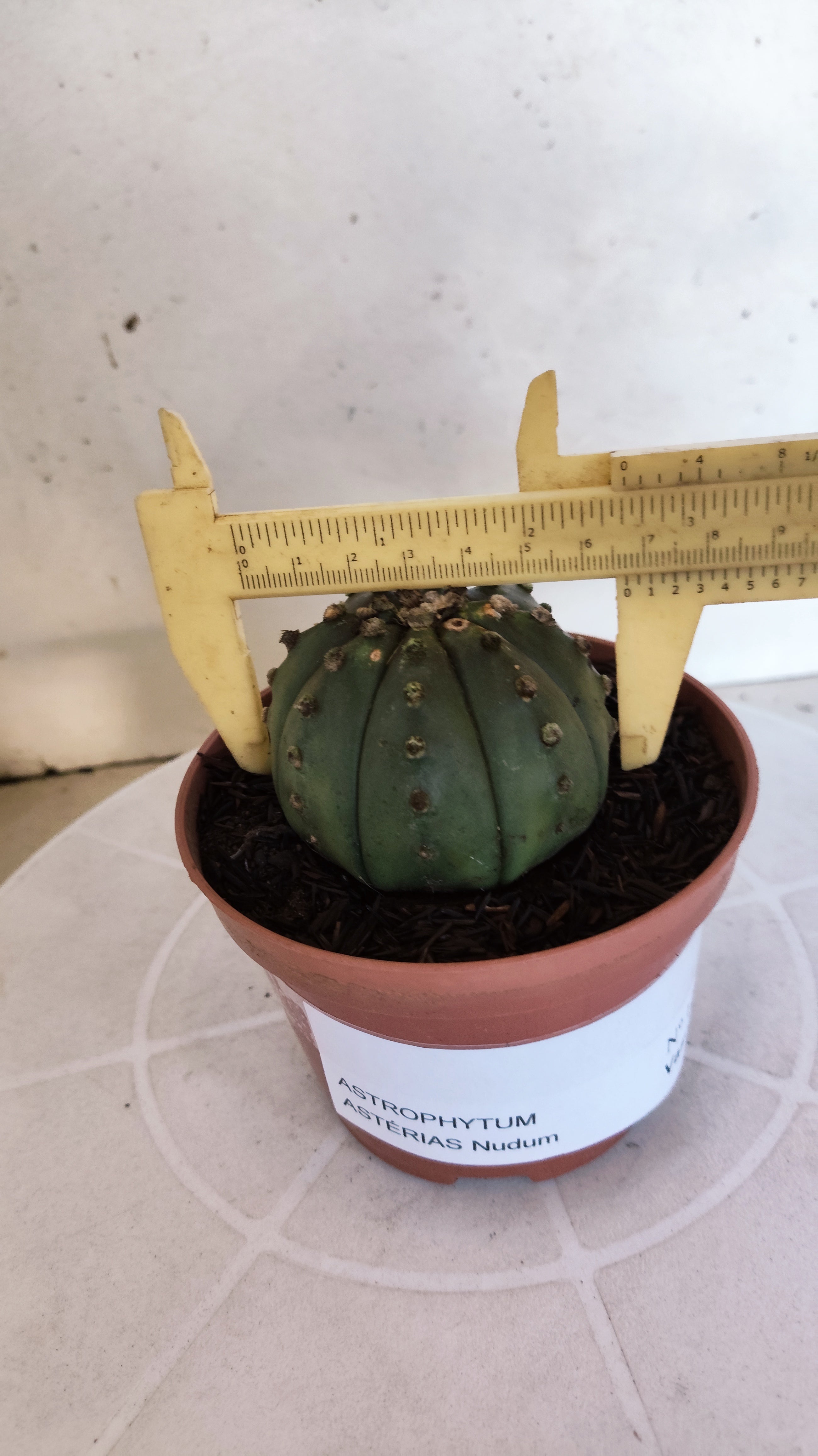 MATRIZ ASTROPHYTUM ASTÉRIAS "Nudum" Nº 1201 – vaso 11