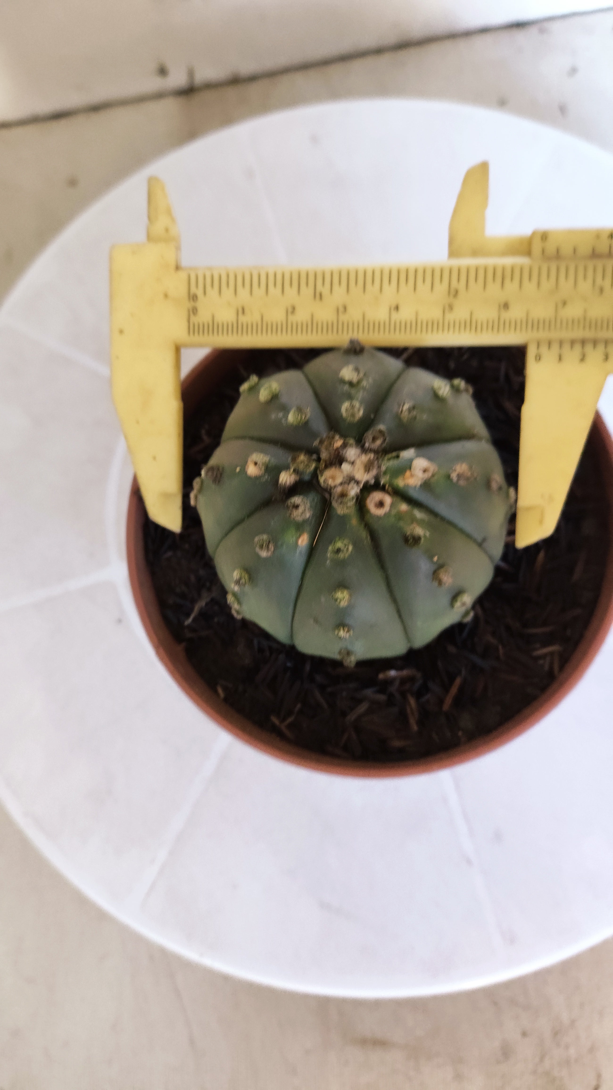 MATRIZ ASTROPHYTUM ASTÉRIAS "Nudum" Nº 1201 – vaso 11