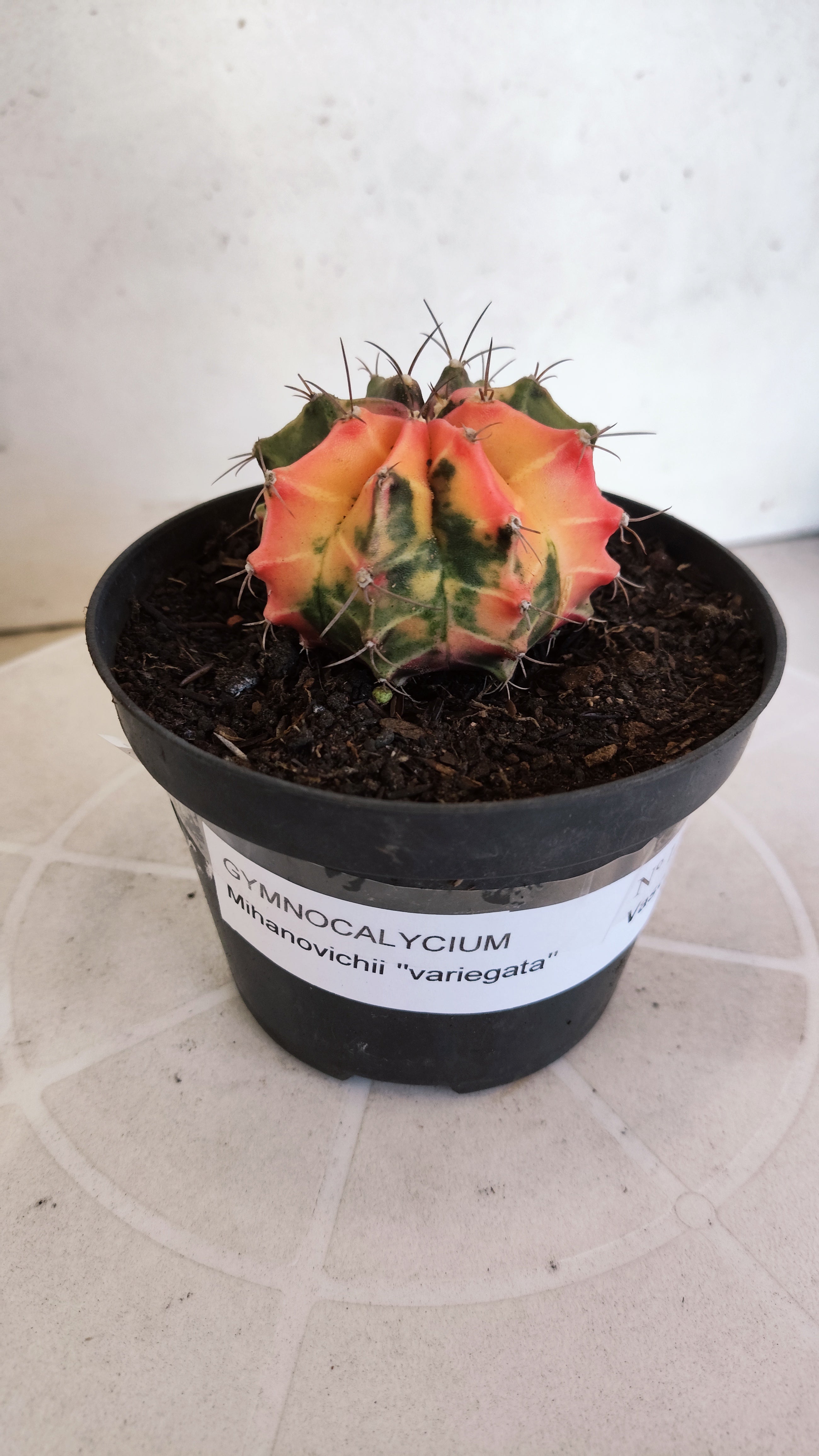 GYMNOCALYCIUM Mihanovichii Variegata Nº 1203 – vaso 11