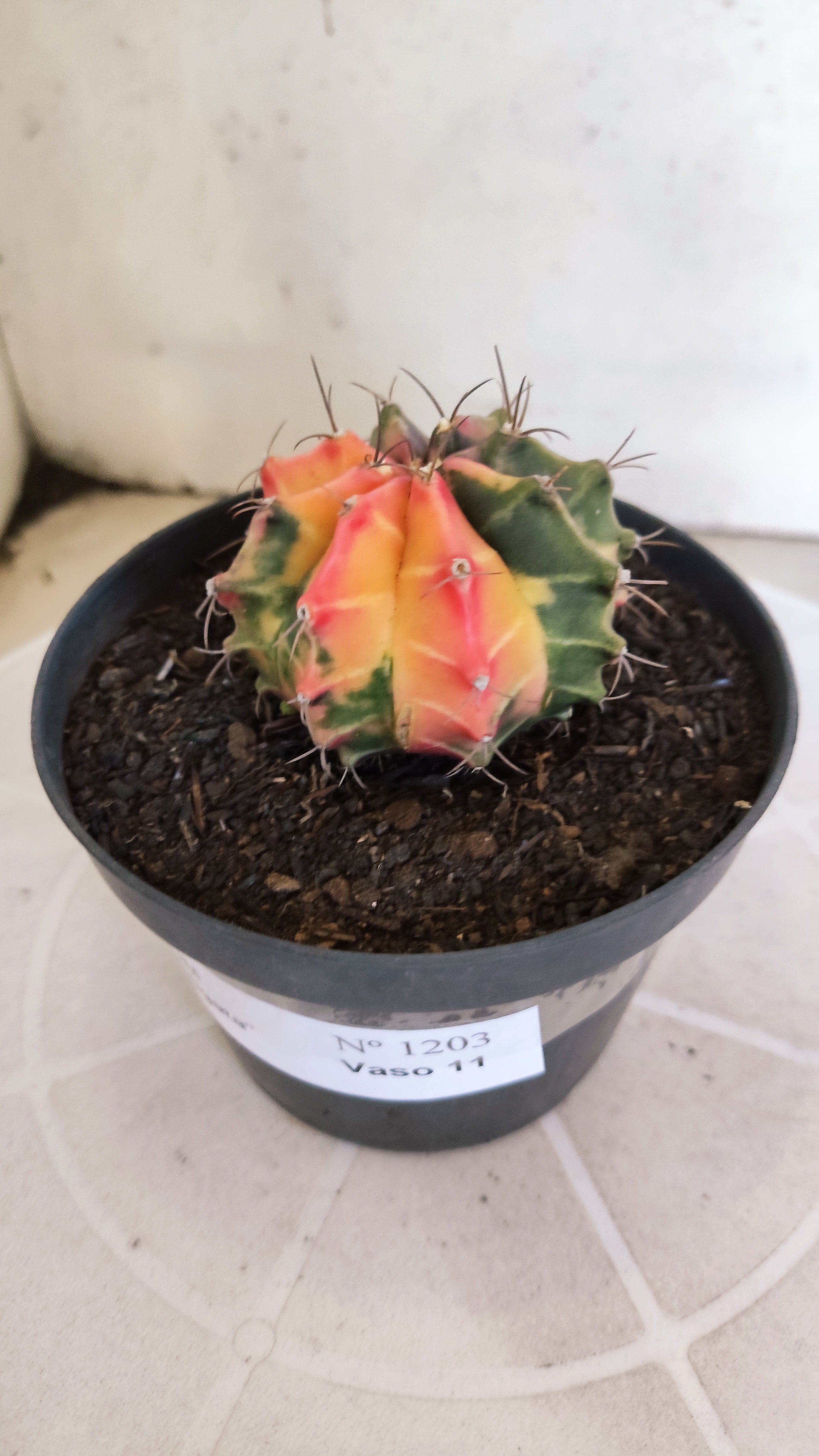 GYMNOCALYCIUM Mihanovichii Variegata Nº 1203 – vaso 11