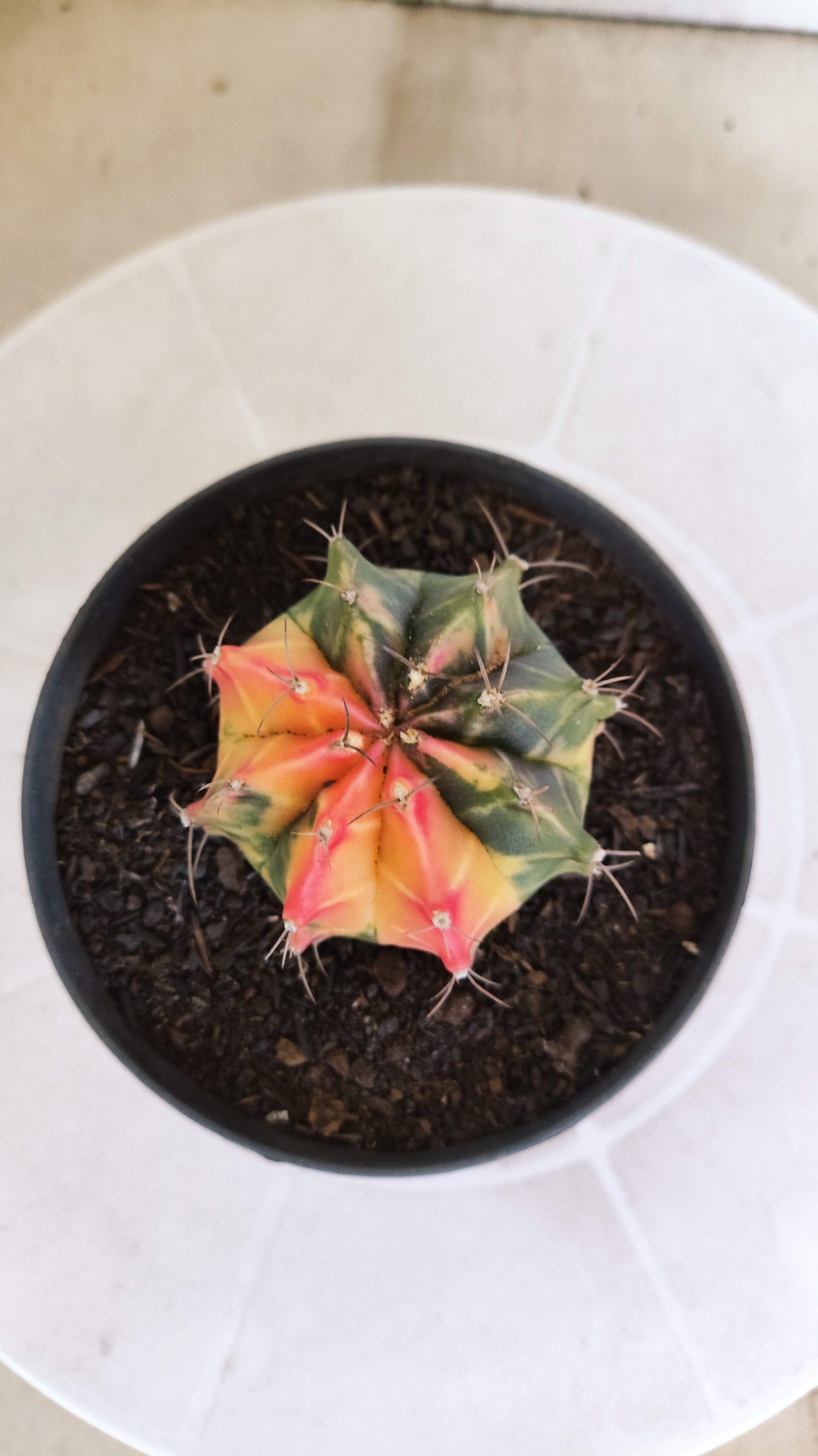 GYMNOCALYCIUM Mihanovichii Variegata Nº 1203 – vaso 11