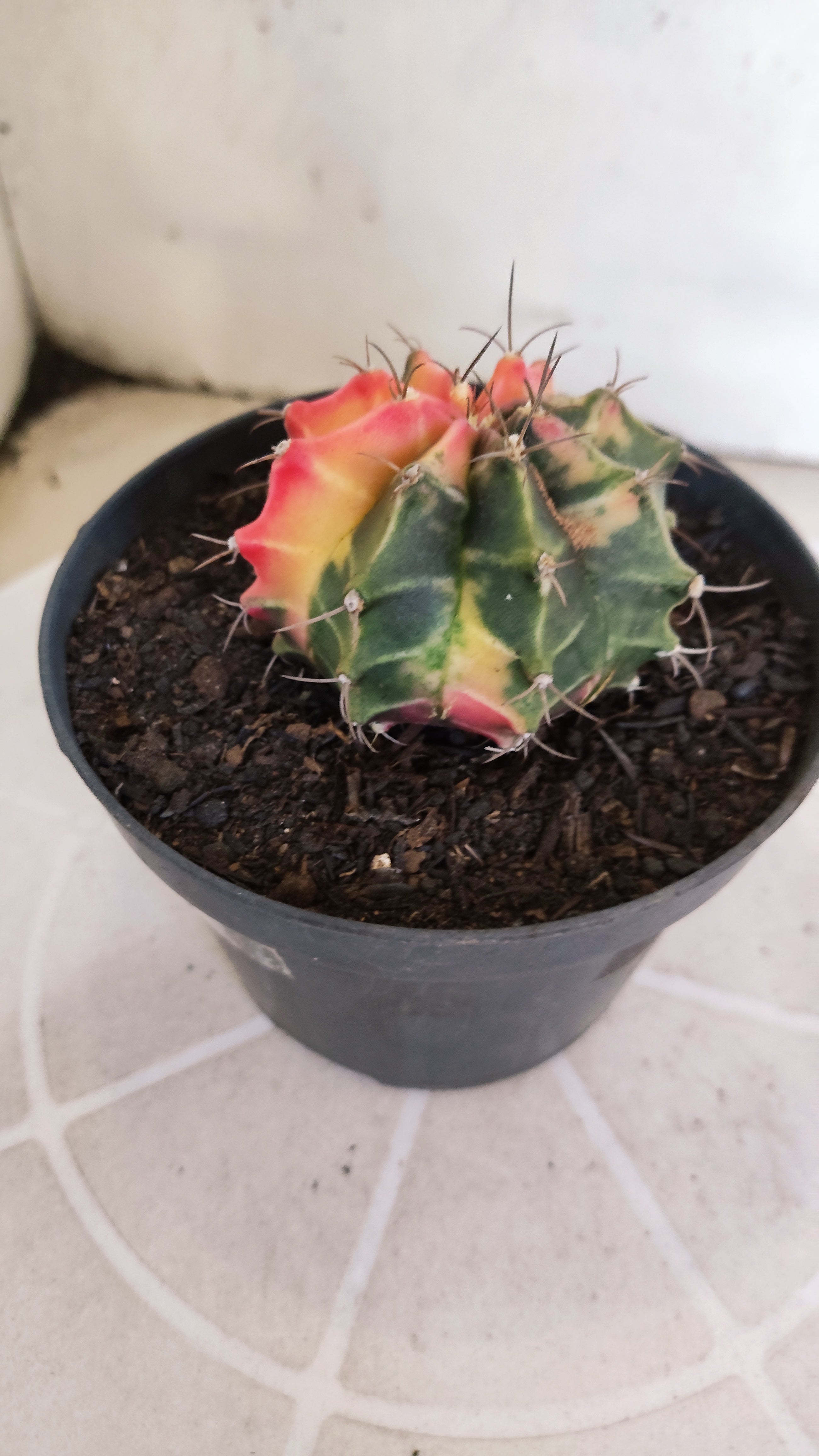 GYMNOCALYCIUM Mihanovichii Variegata Nº 1203 – vaso 11