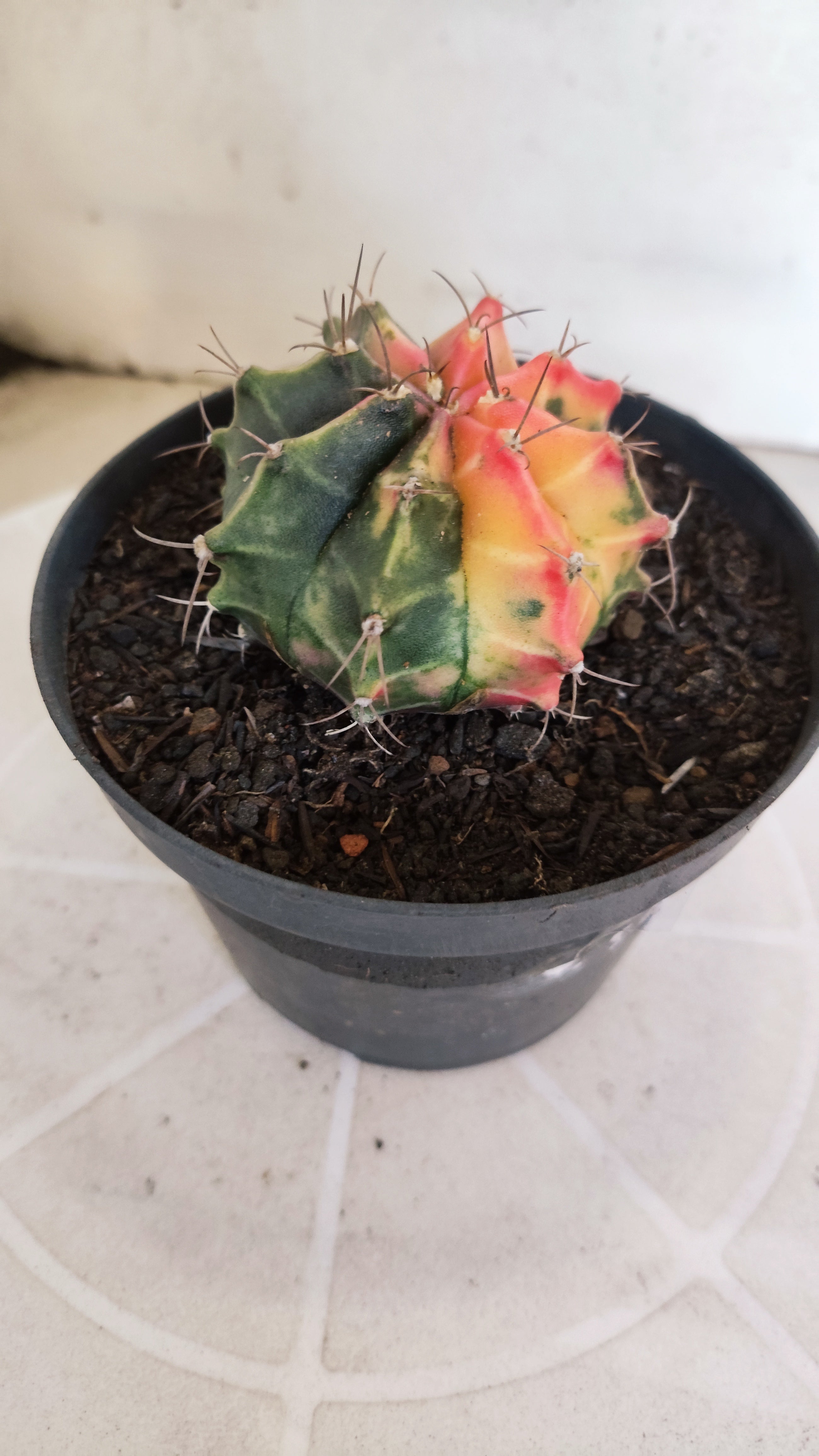 GYMNOCALYCIUM Mihanovichii Variegata Nº 1203 – vaso 11