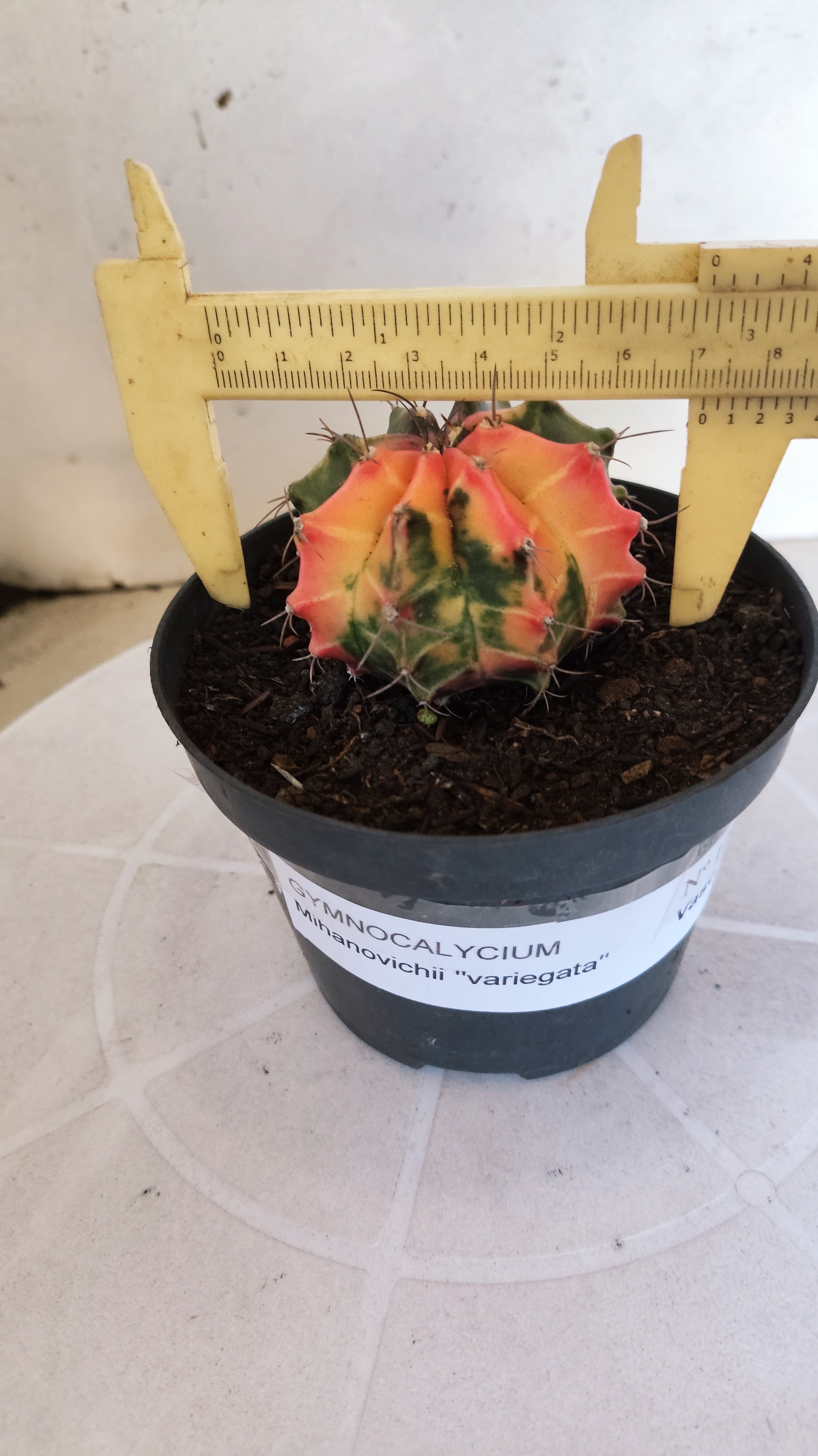 GYMNOCALYCIUM Mihanovichii Variegata Nº 1203 – vaso 11