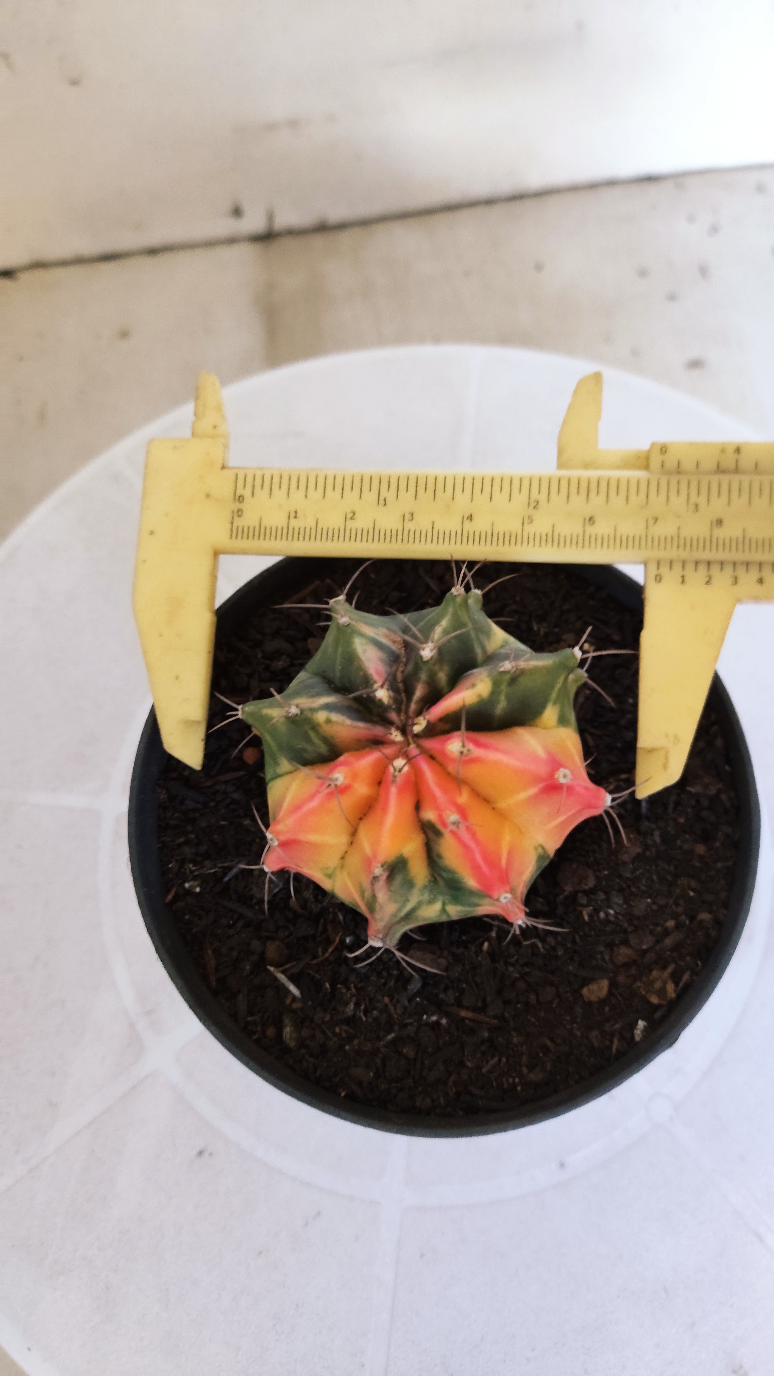 GYMNOCALYCIUM Mihanovichii Variegata Nº 1203 – vaso 11