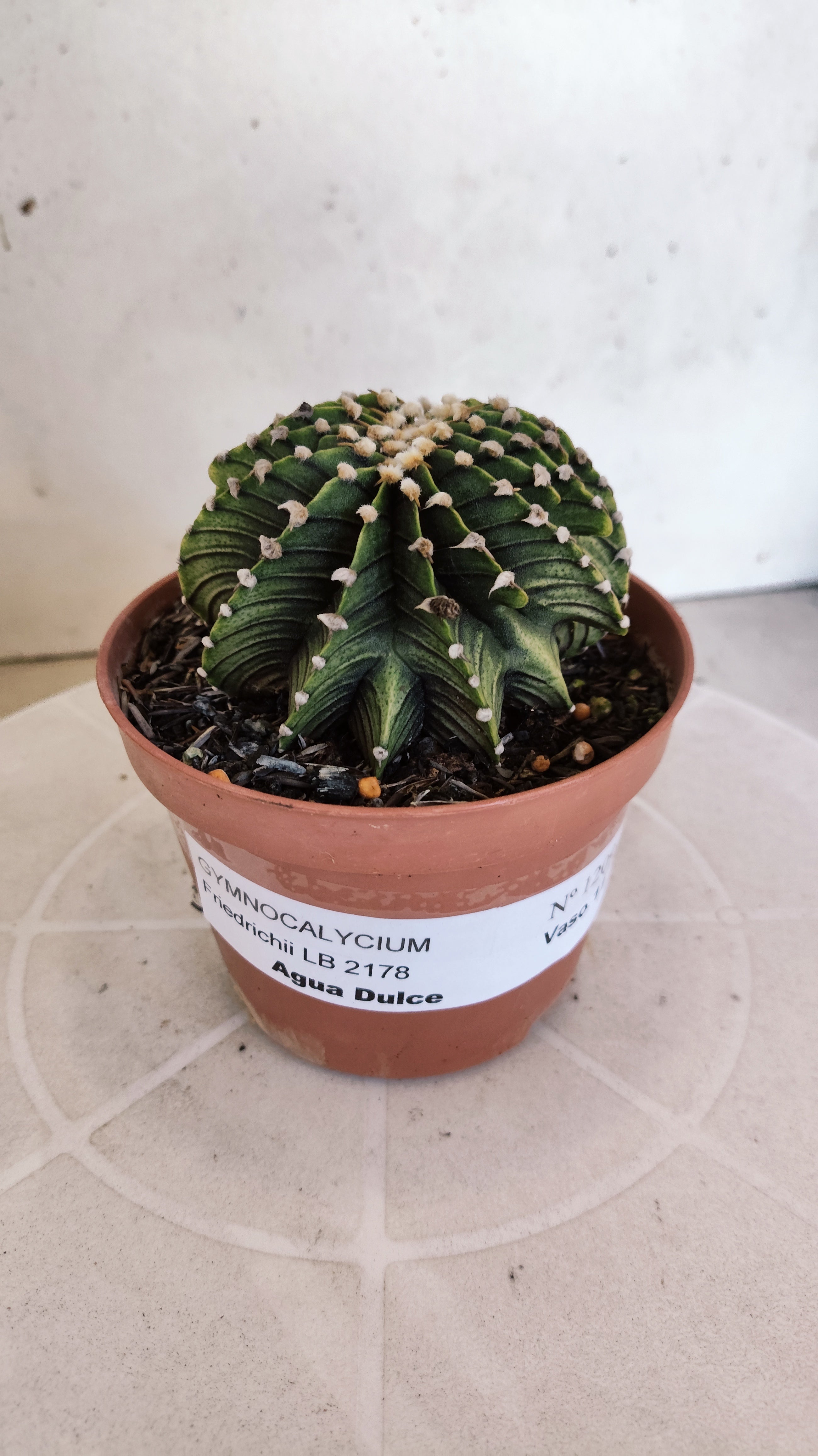 GYMNOCALYCIUM Friedrichii LB 2178 "Agua Dulce" - Nº 1209 – vaso 11