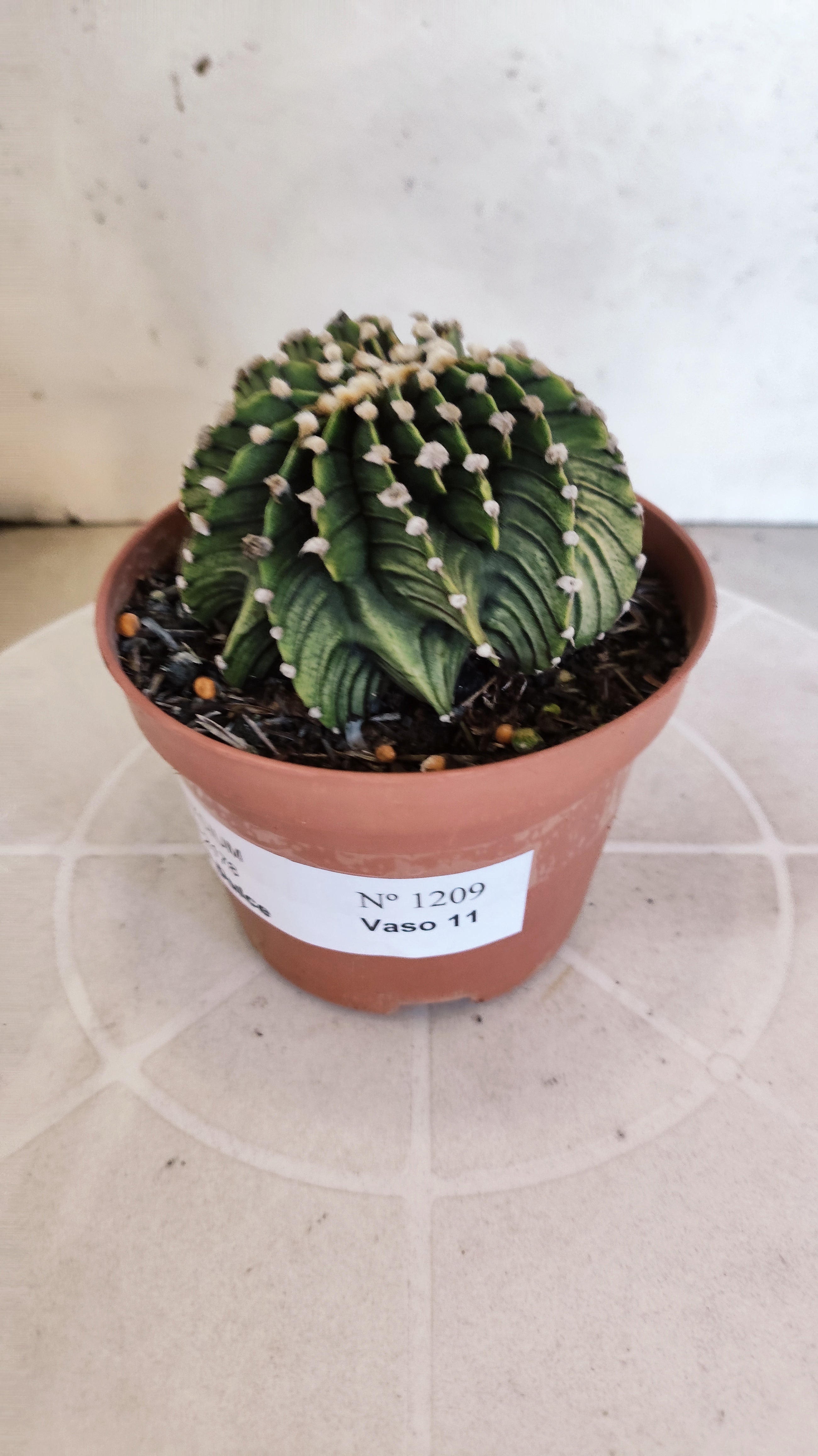 GYMNOCALYCIUM Friedrichii LB 2178 "Agua Dulce" - Nº 1209 – vaso 11