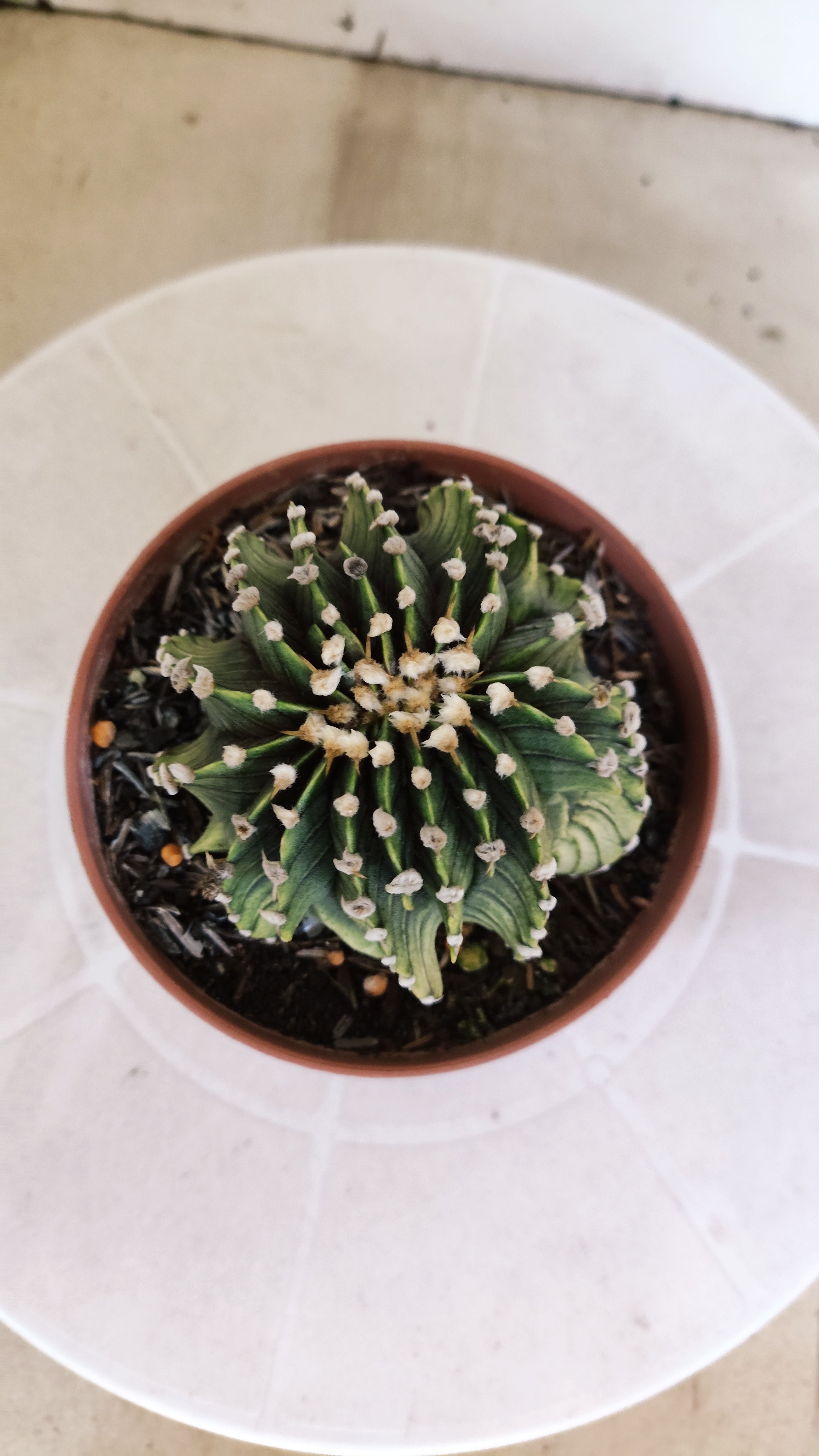 GYMNOCALYCIUM Friedrichii LB 2178 "Agua Dulce" - Nº 1209 – vaso 11