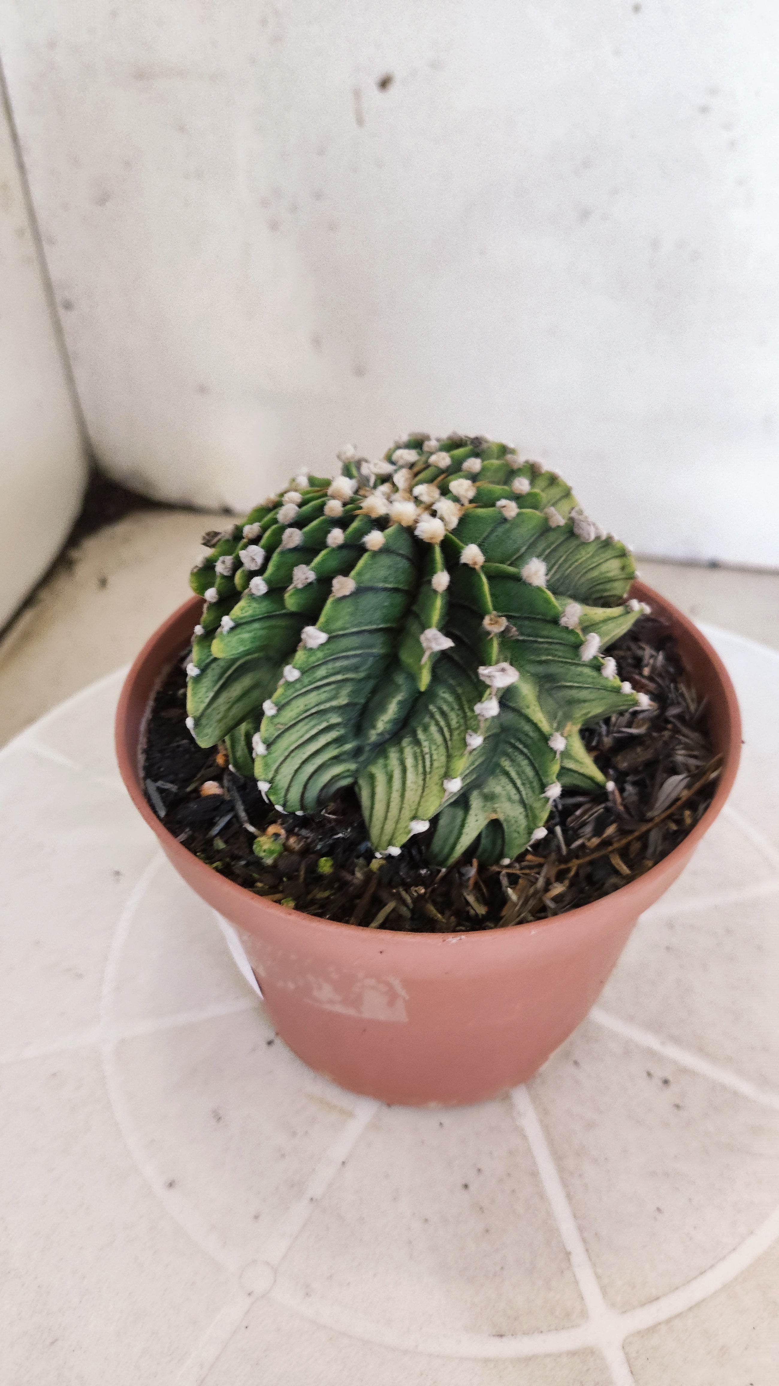 GYMNOCALYCIUM Friedrichii LB 2178 "Agua Dulce" - Nº 1209 – vaso 11