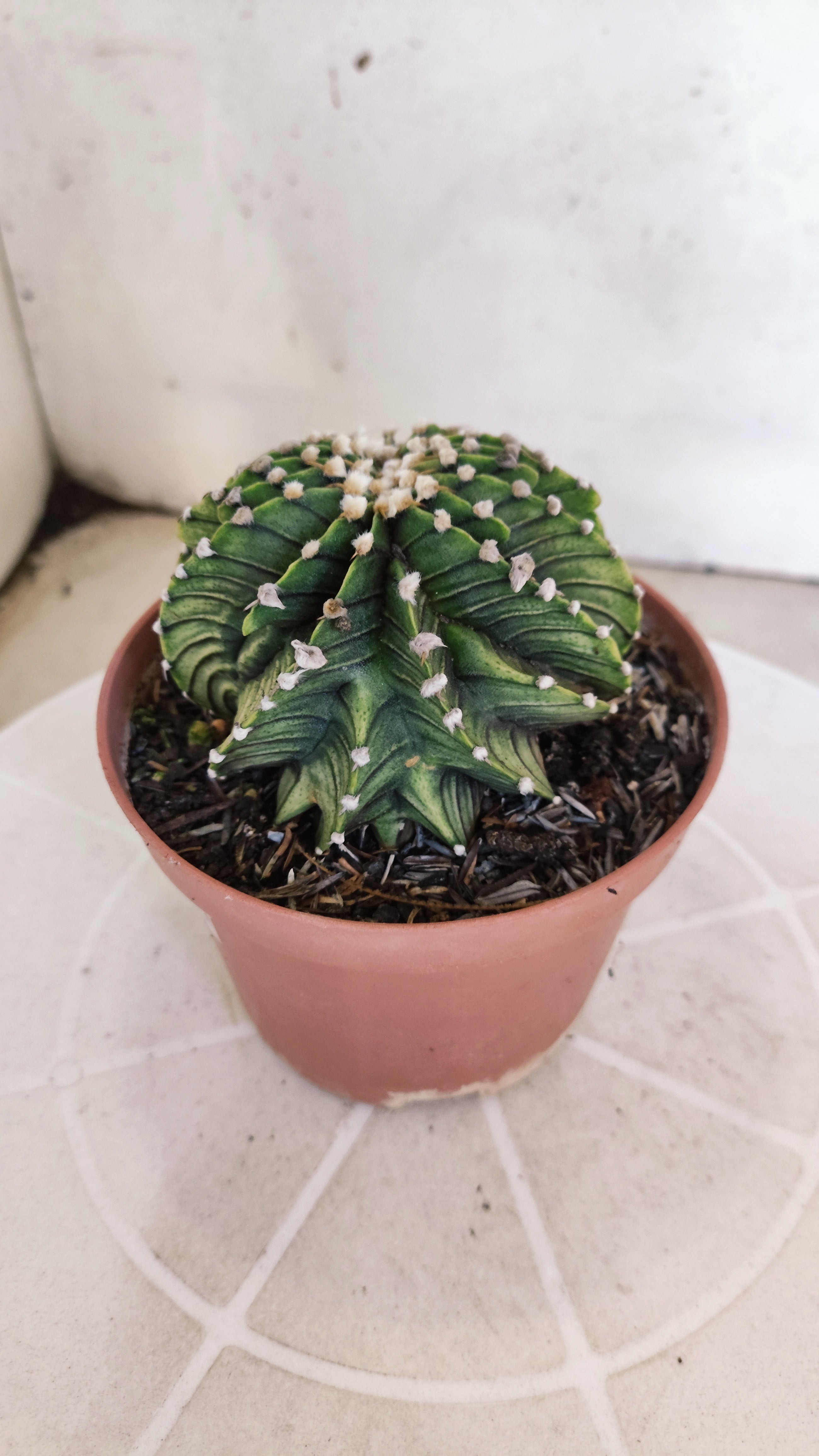 GYMNOCALYCIUM Friedrichii LB 2178 "Agua Dulce" - Nº 1209 – vaso 11