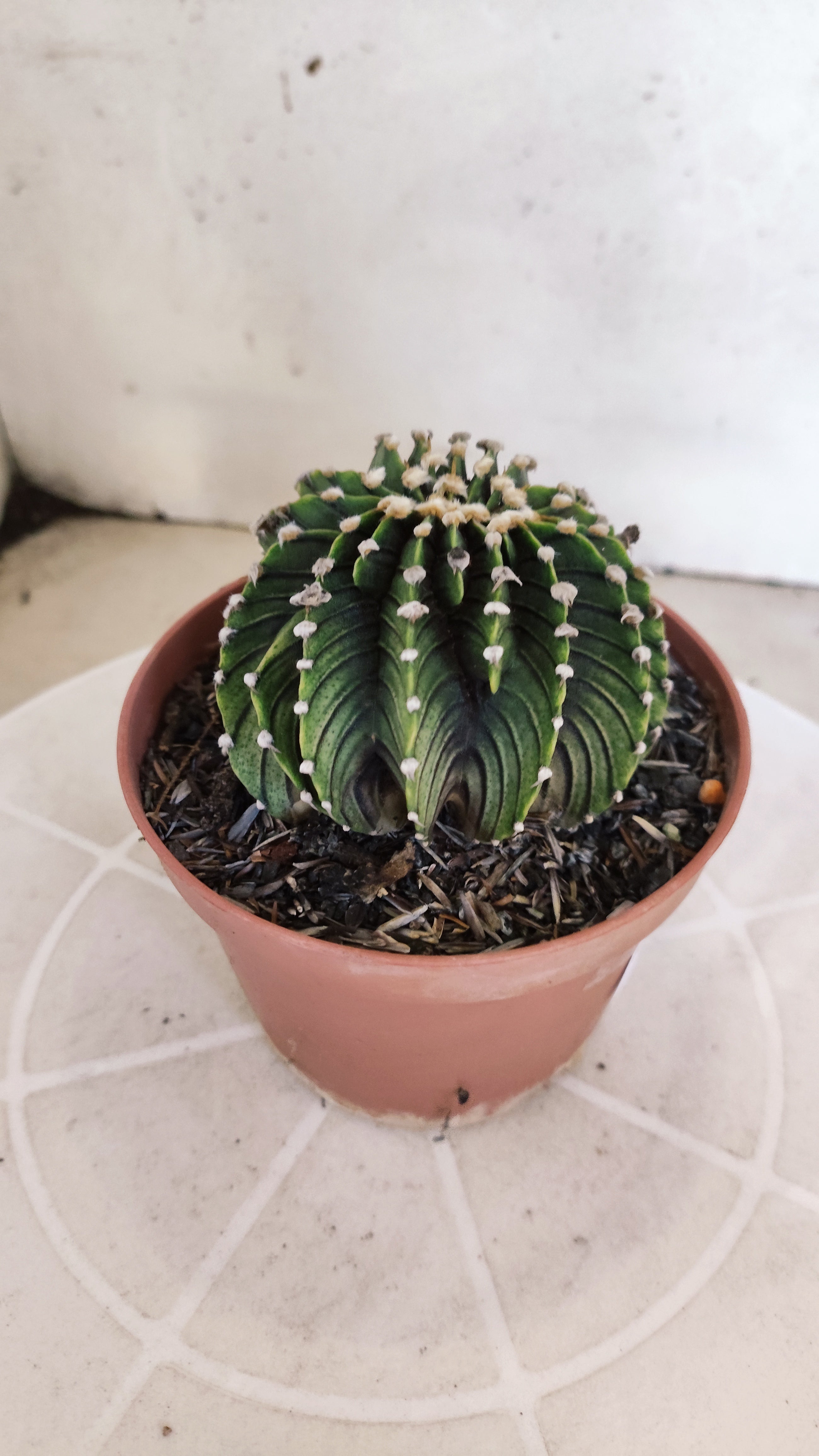 GYMNOCALYCIUM Friedrichii LB 2178 "Agua Dulce" - Nº 1209 – vaso 11
