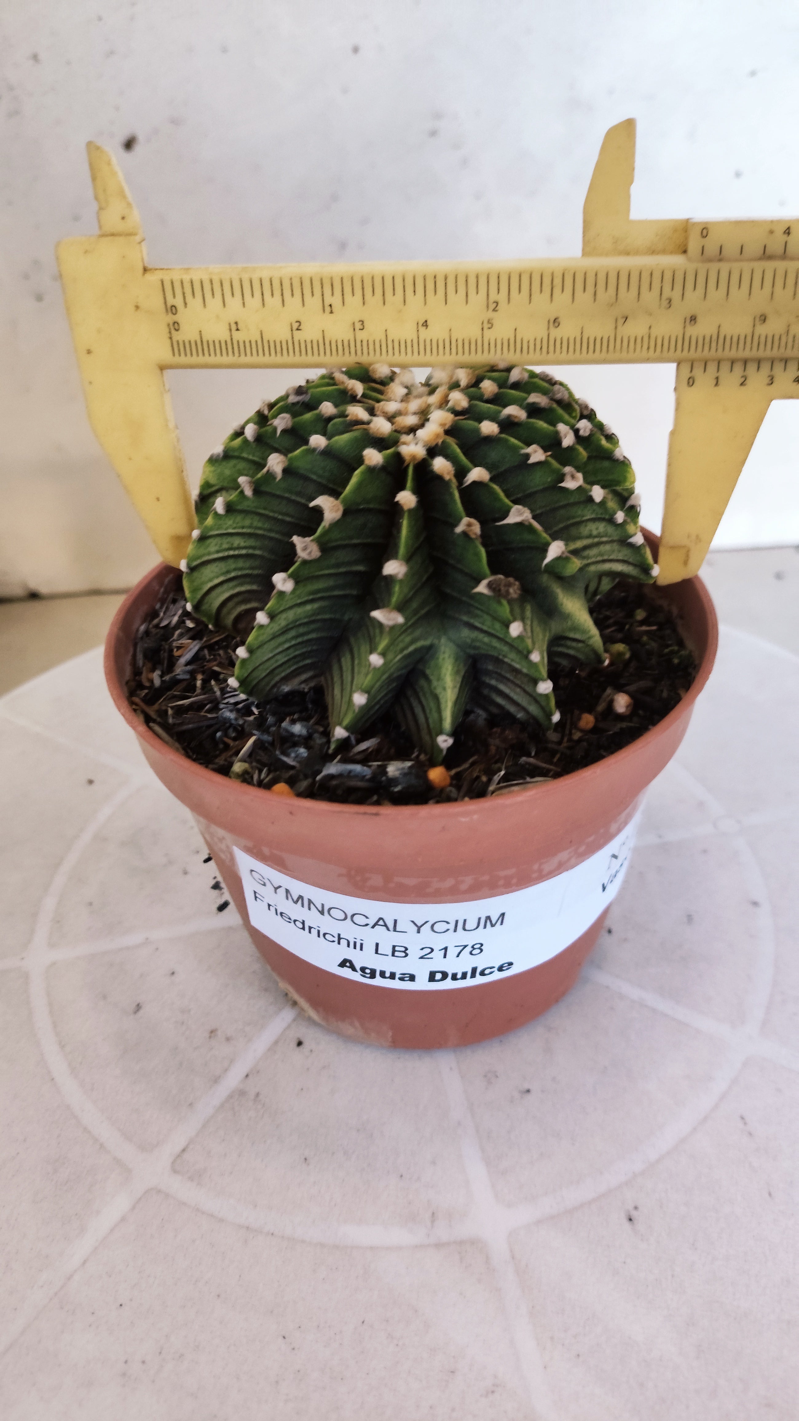 GYMNOCALYCIUM Friedrichii LB 2178 "Agua Dulce" - Nº 1209 – vaso 11
