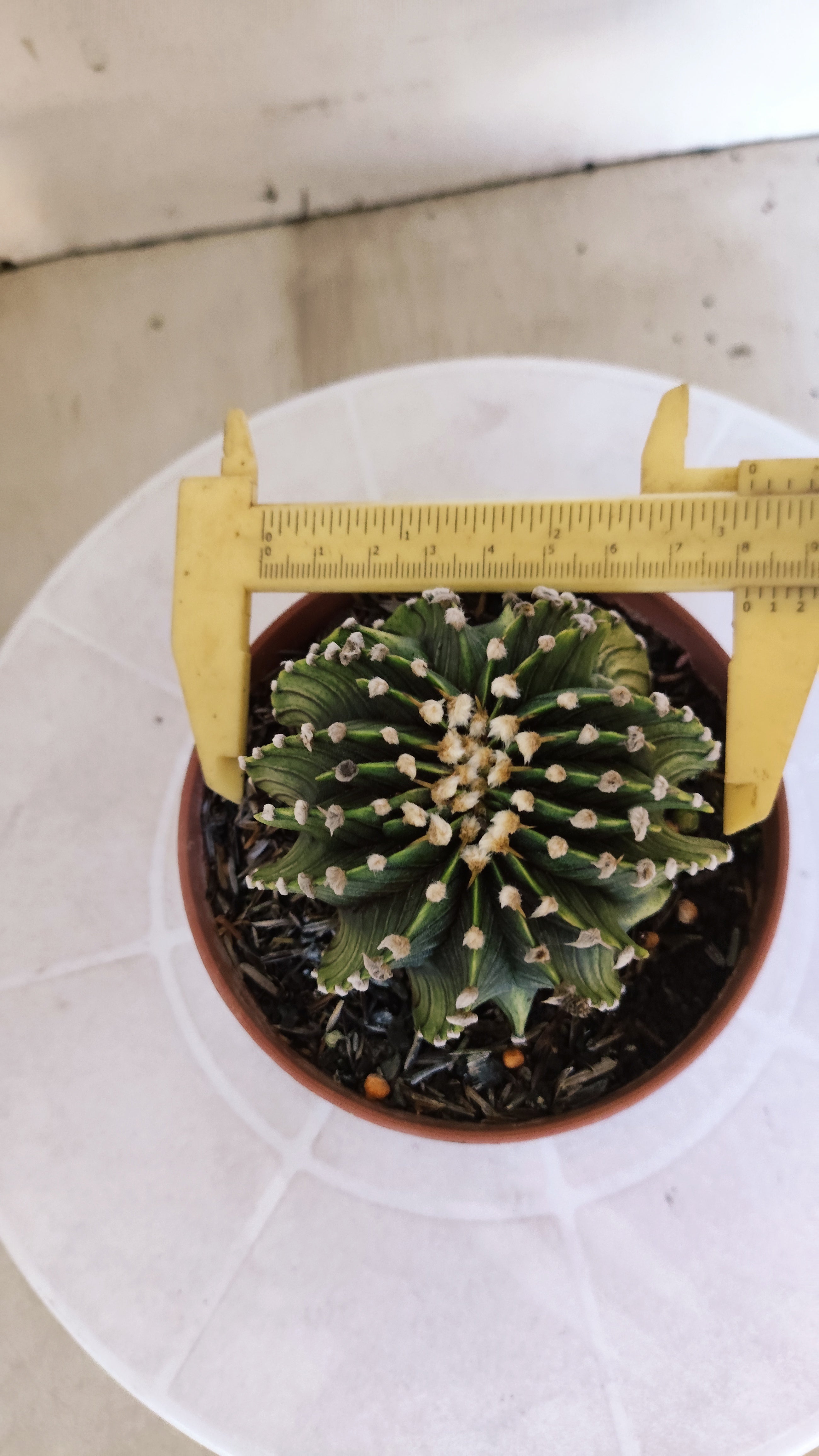 GYMNOCALYCIUM Friedrichii LB 2178 "Agua Dulce" - Nº 1209 – vaso 11