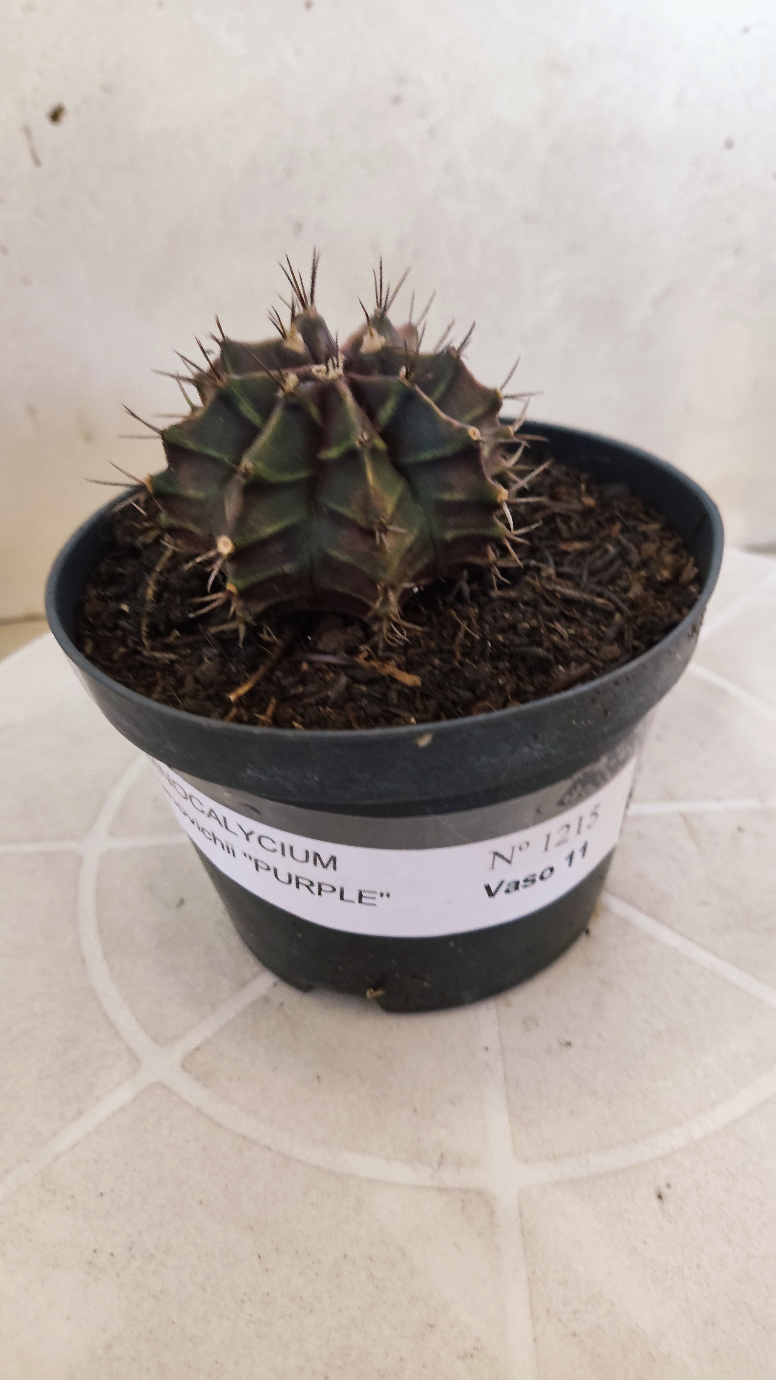 GYMNOCALYCIUM Mihanovichii "PURPLE" Nº 1215 – vaso 11