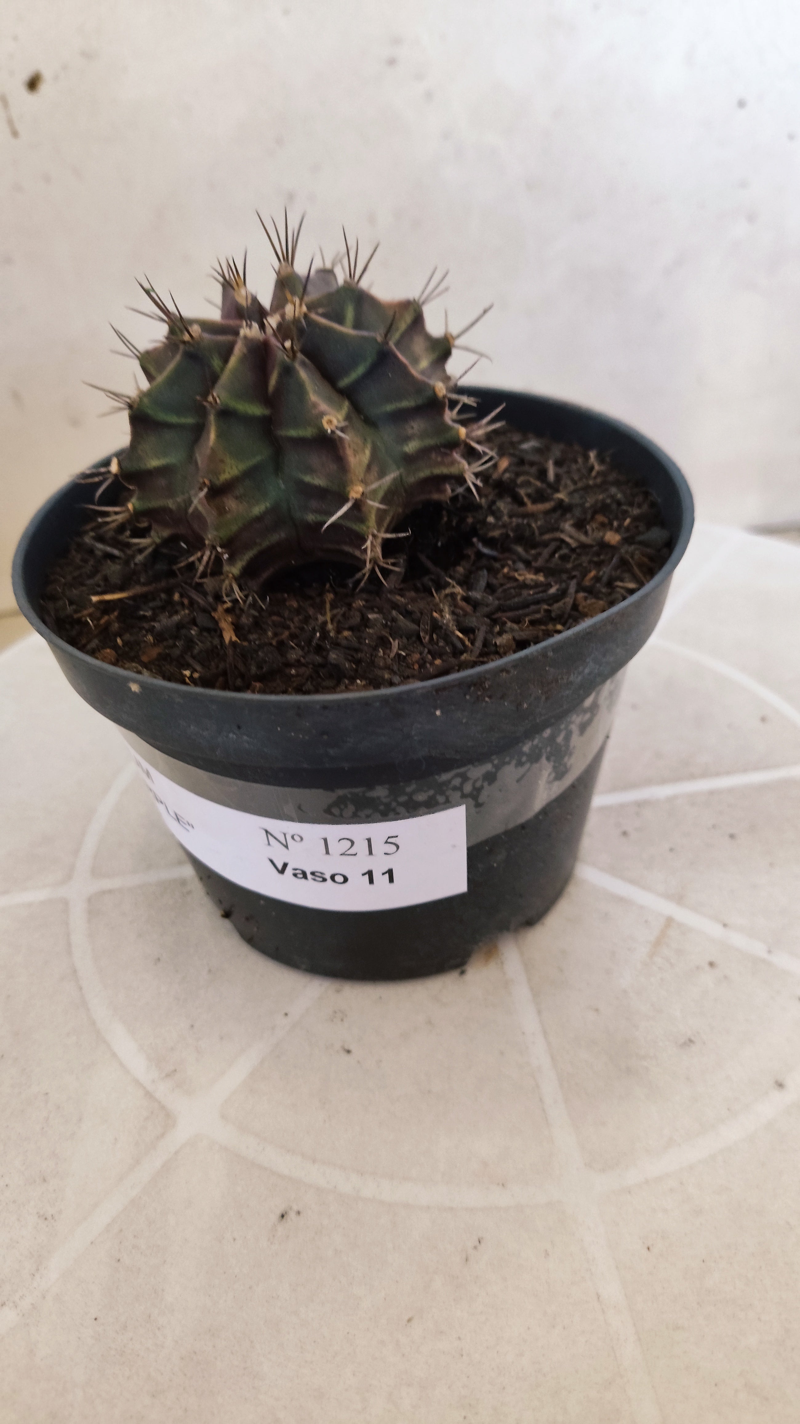 GYMNOCALYCIUM Mihanovichii "PURPLE" Nº 1215 – vaso 11