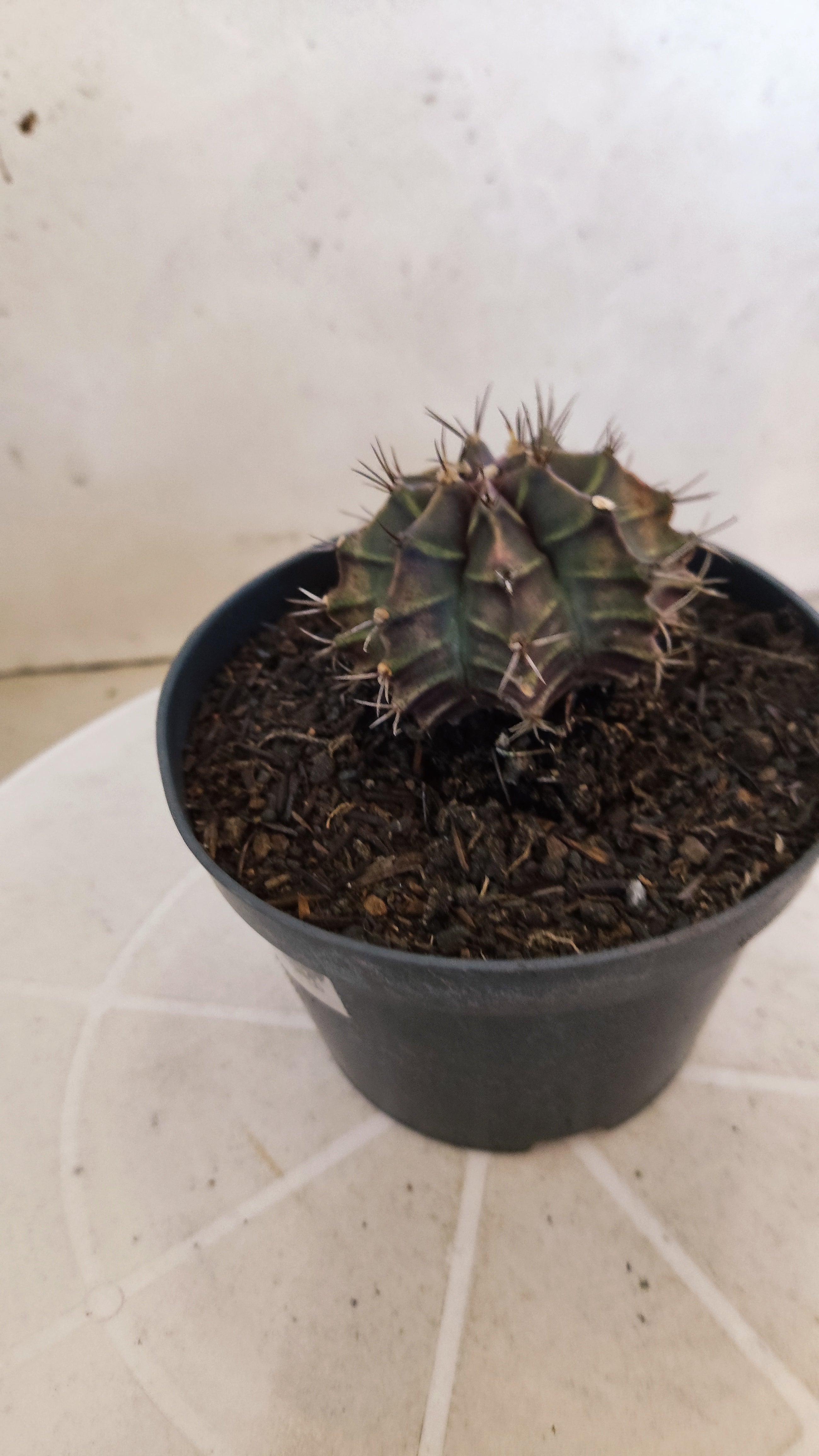 GYMNOCALYCIUM Mihanovichii "PURPLE" Nº 1215 – vaso 11