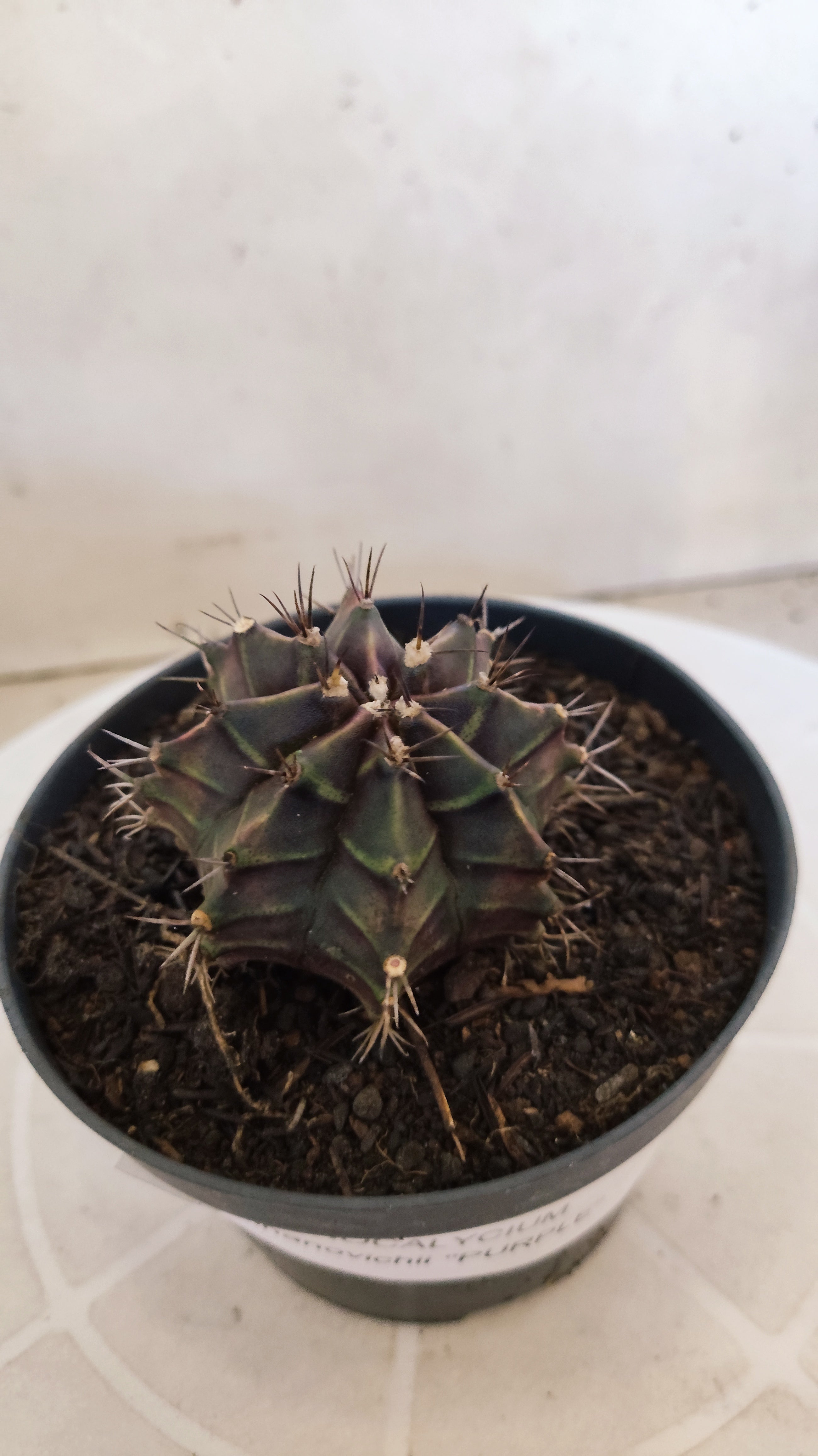 GYMNOCALYCIUM Mihanovichii "PURPLE" Nº 1215 – vaso 11