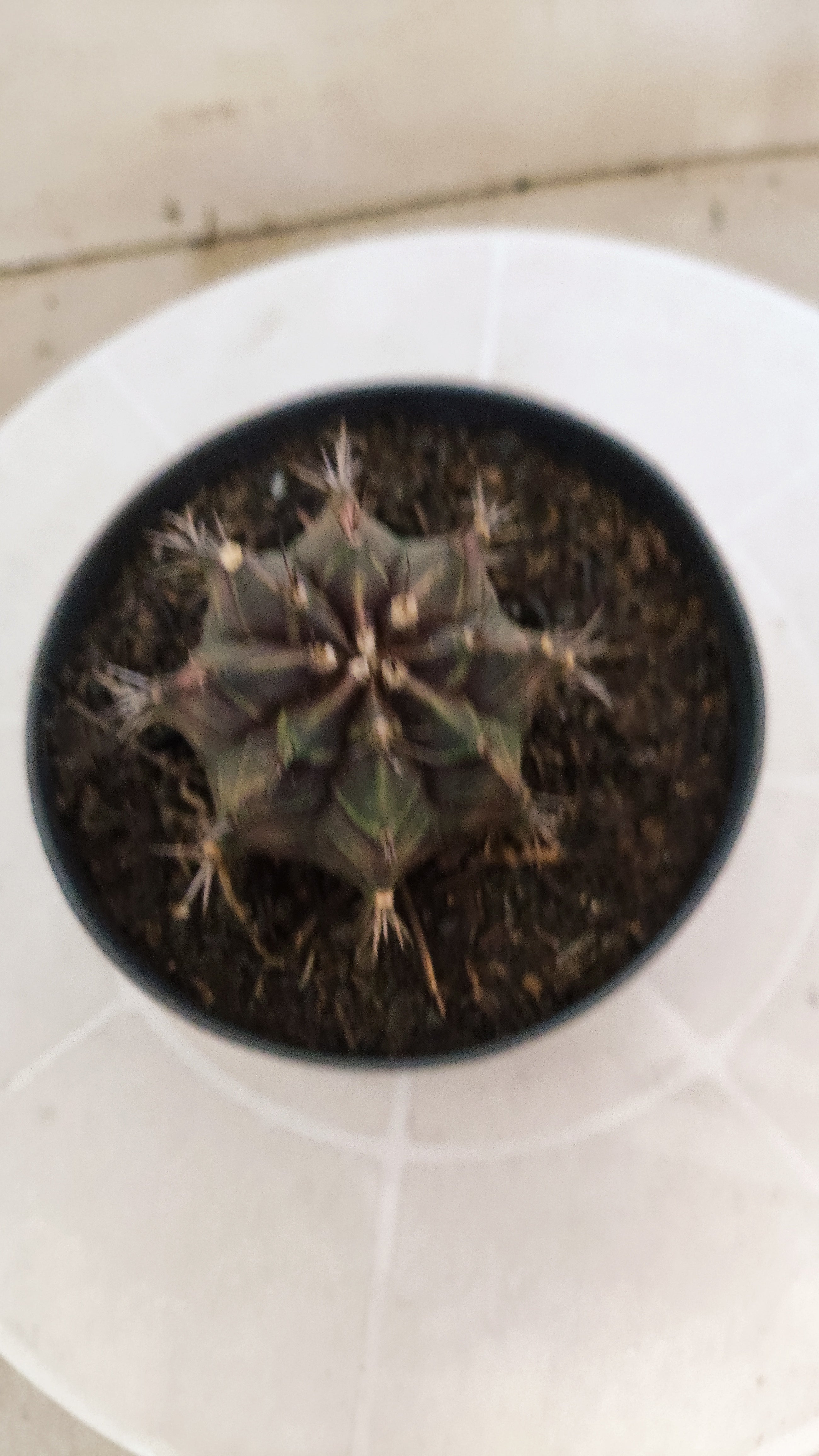 GYMNOCALYCIUM Mihanovichii "PURPLE" Nº 1215 – vaso 11