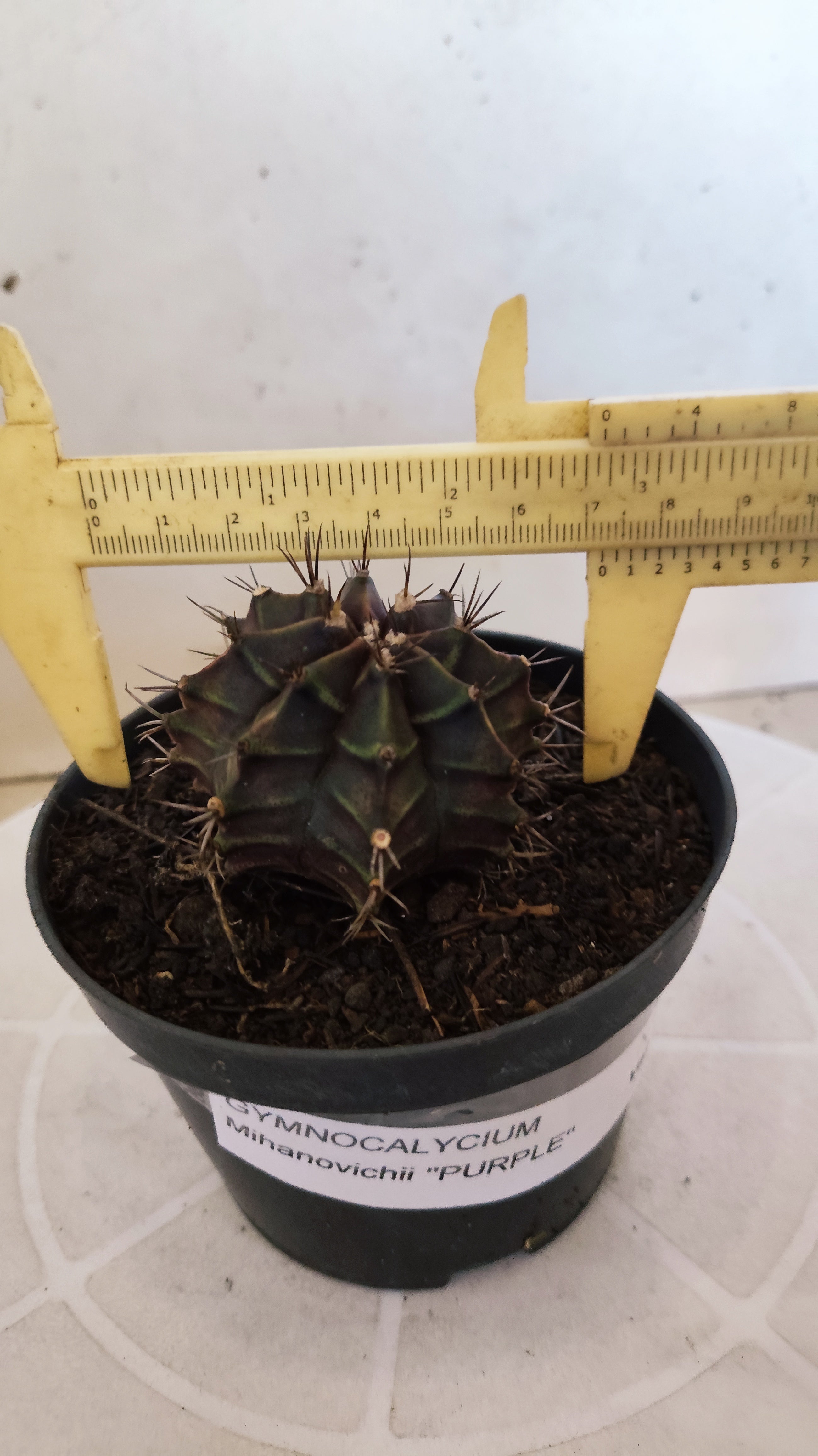 GYMNOCALYCIUM Mihanovichii "PURPLE" Nº 1215 – vaso 11