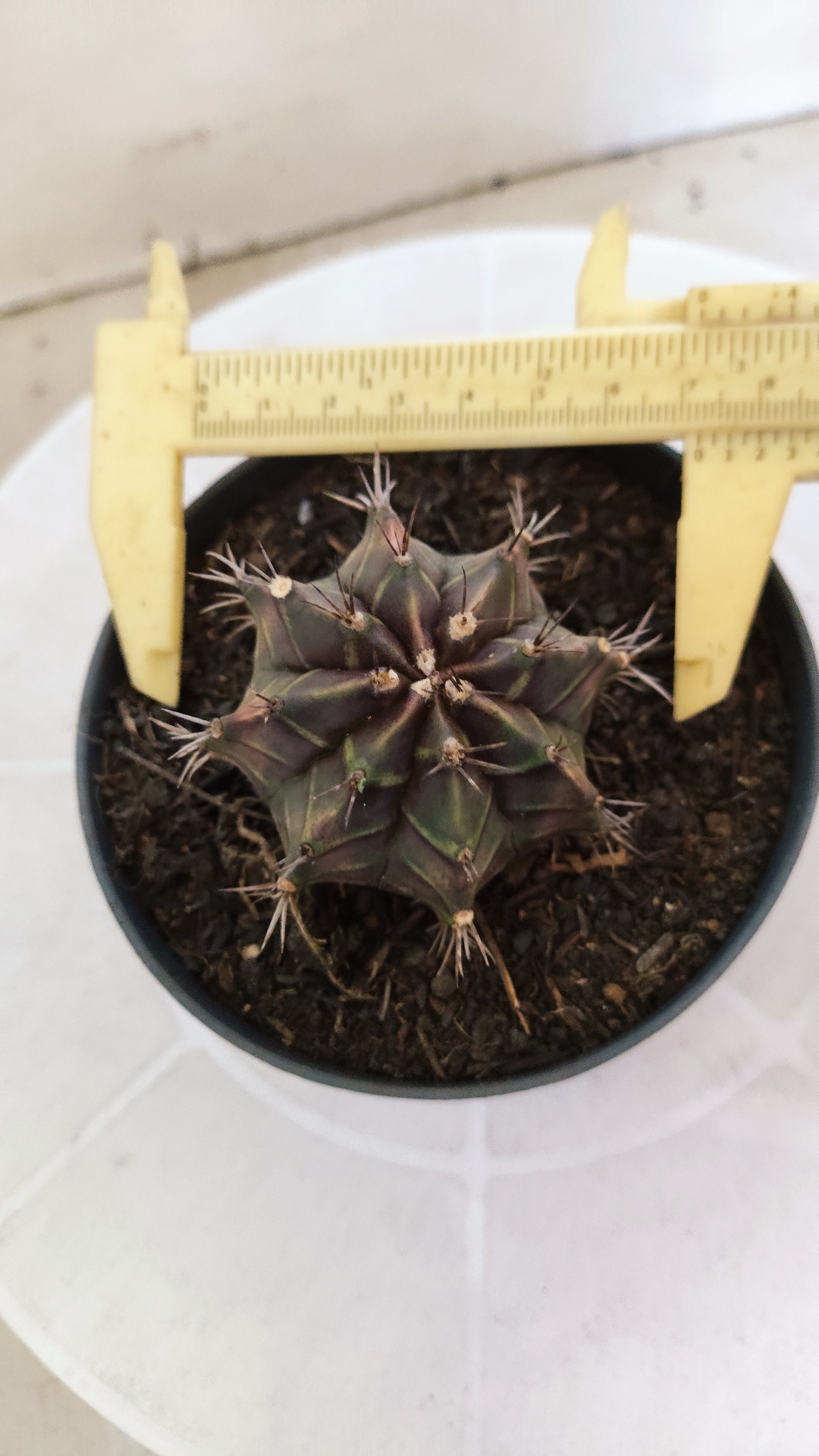 GYMNOCALYCIUM Mihanovichii "PURPLE" Nº 1215 – vaso 11