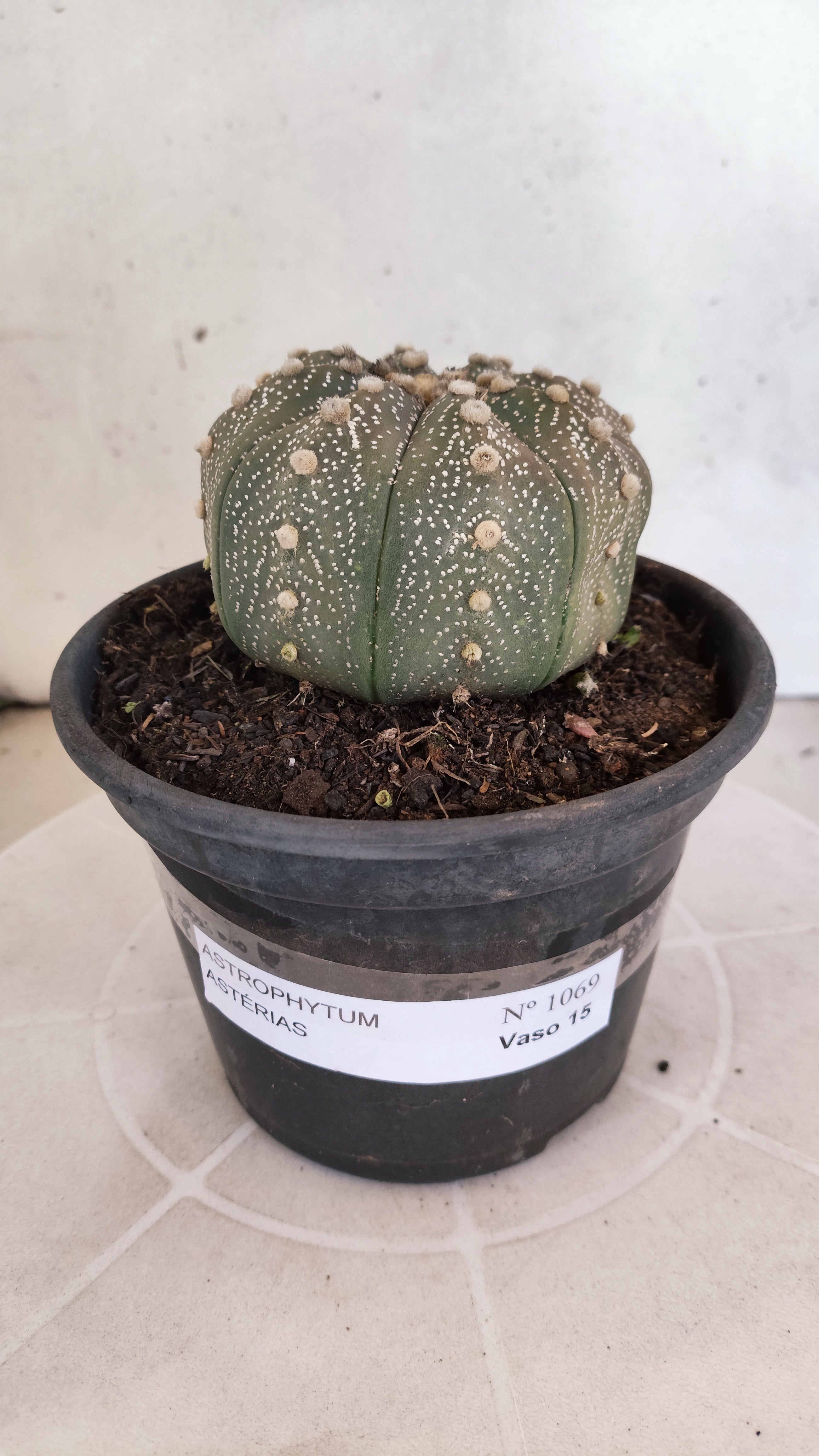 ASTROPHYTUM ASTERIAS STAR SHAPE Nº 1069 – vaso 15
