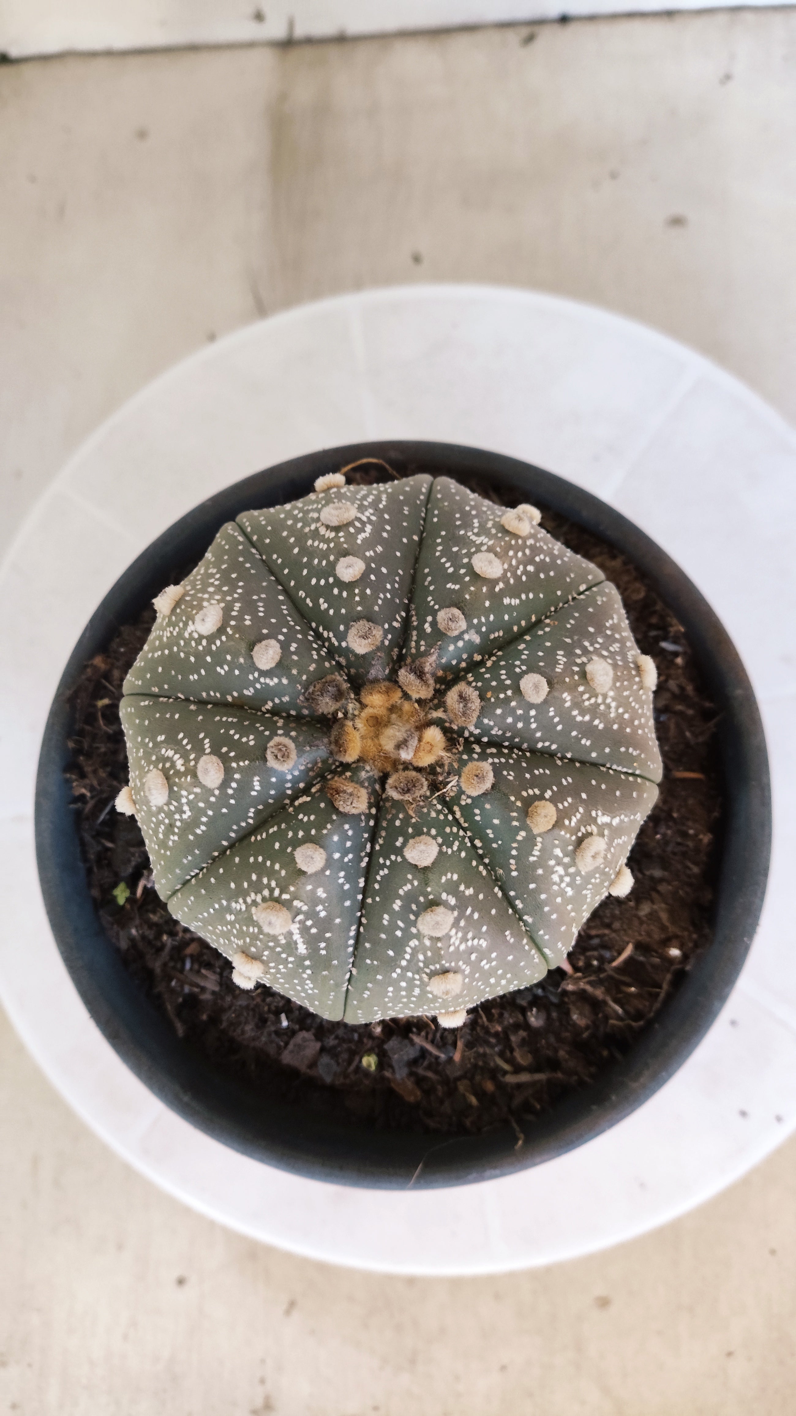 ASTROPHYTUM ASTERIAS STAR SHAPE Nº 1069 – vaso 15