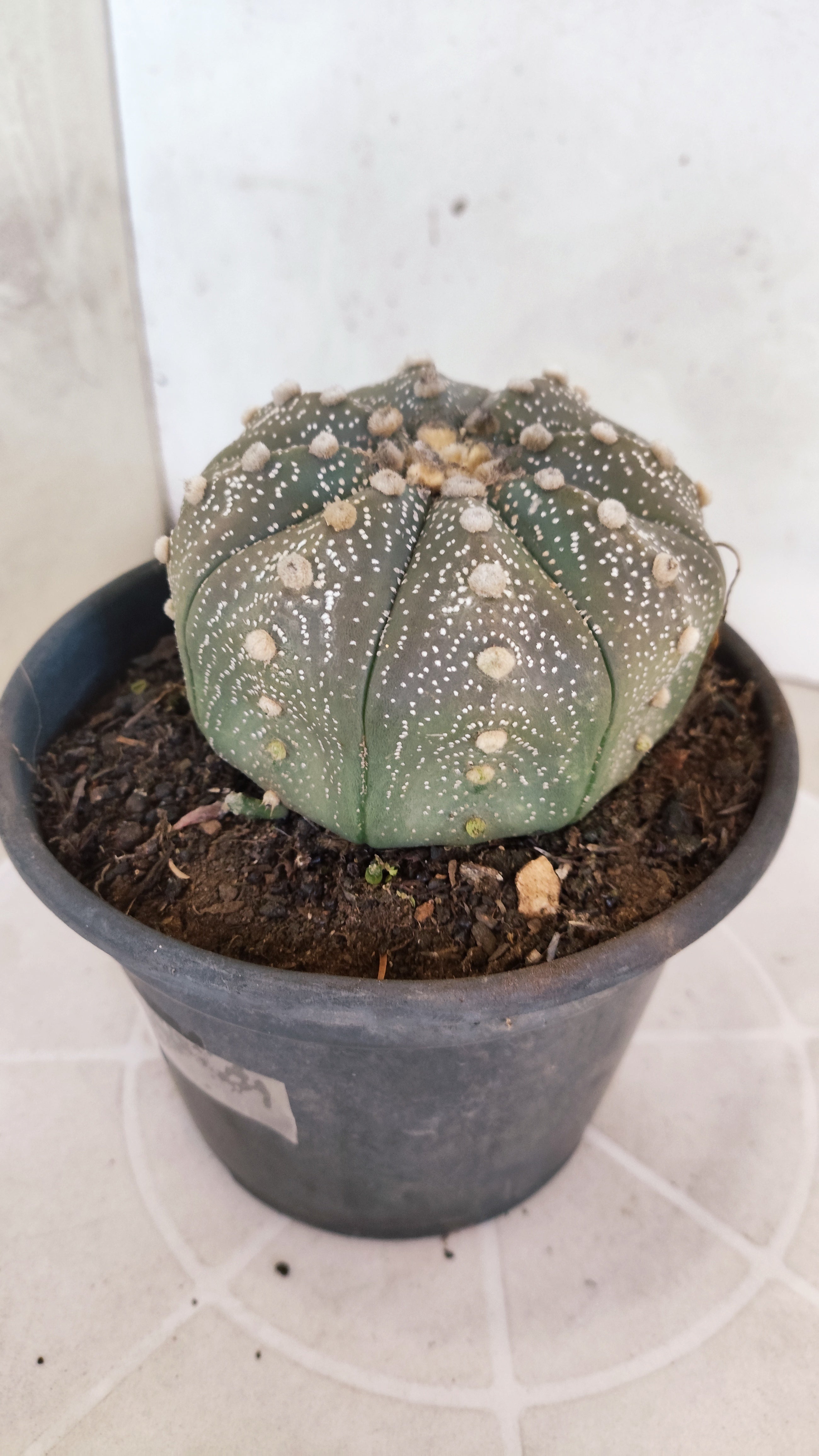 ASTROPHYTUM ASTERIAS STAR SHAPE Nº 1069 – vaso 15