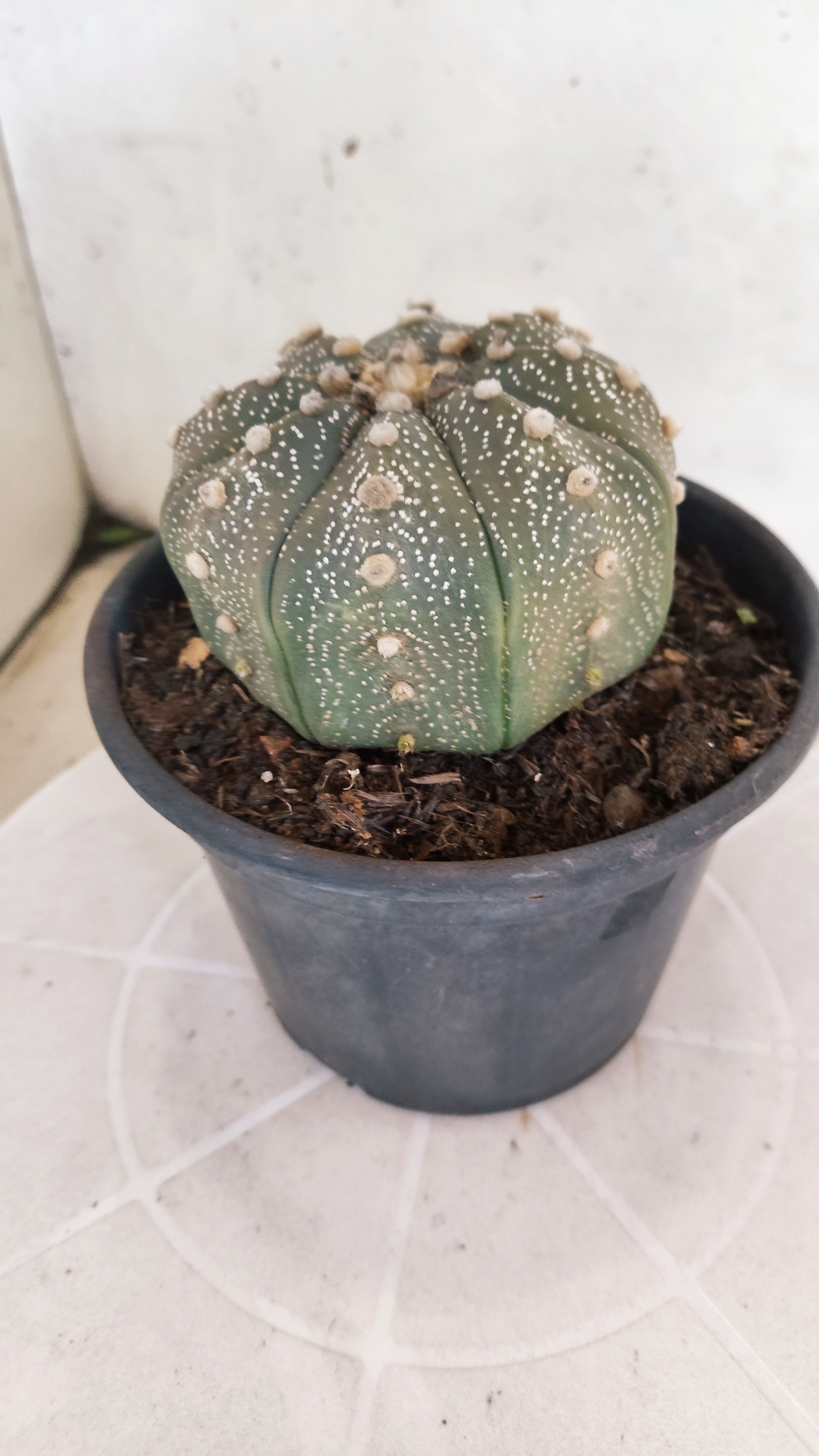 ASTROPHYTUM ASTERIAS STAR SHAPE Nº 1069 – vaso 15