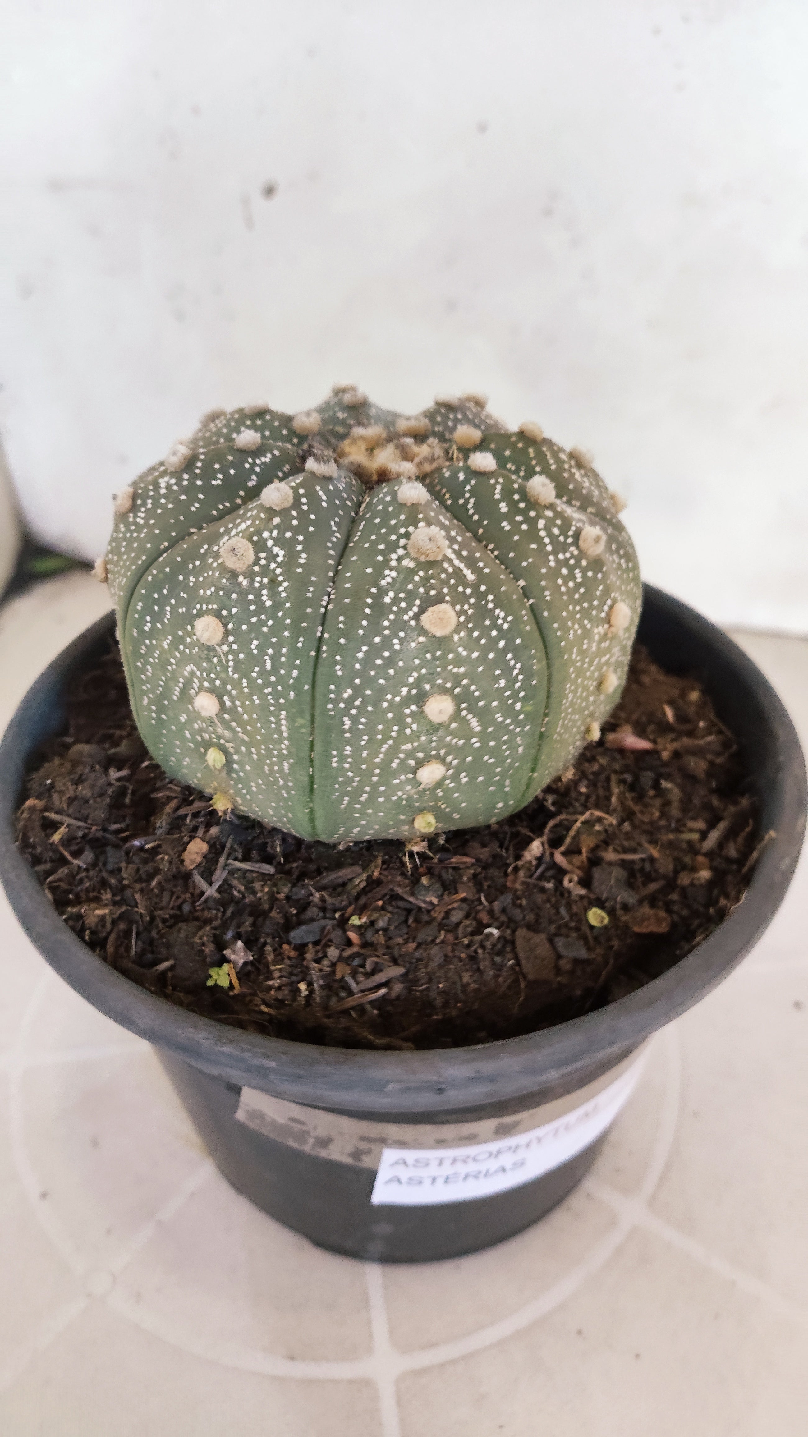 ASTROPHYTUM ASTERIAS STAR SHAPE Nº 1069 – vaso 15