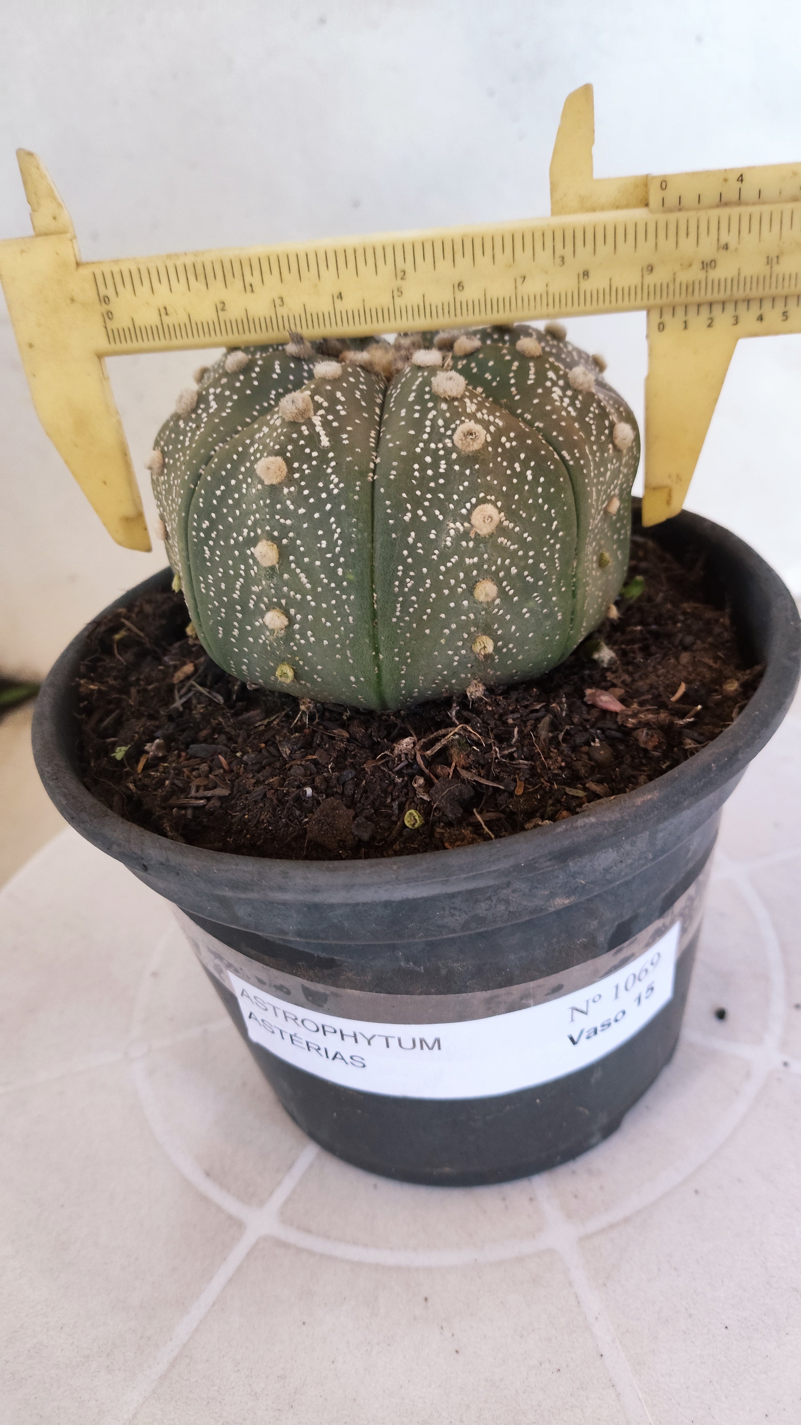 ASTROPHYTUM ASTERIAS STAR SHAPE Nº 1069 – vaso 15