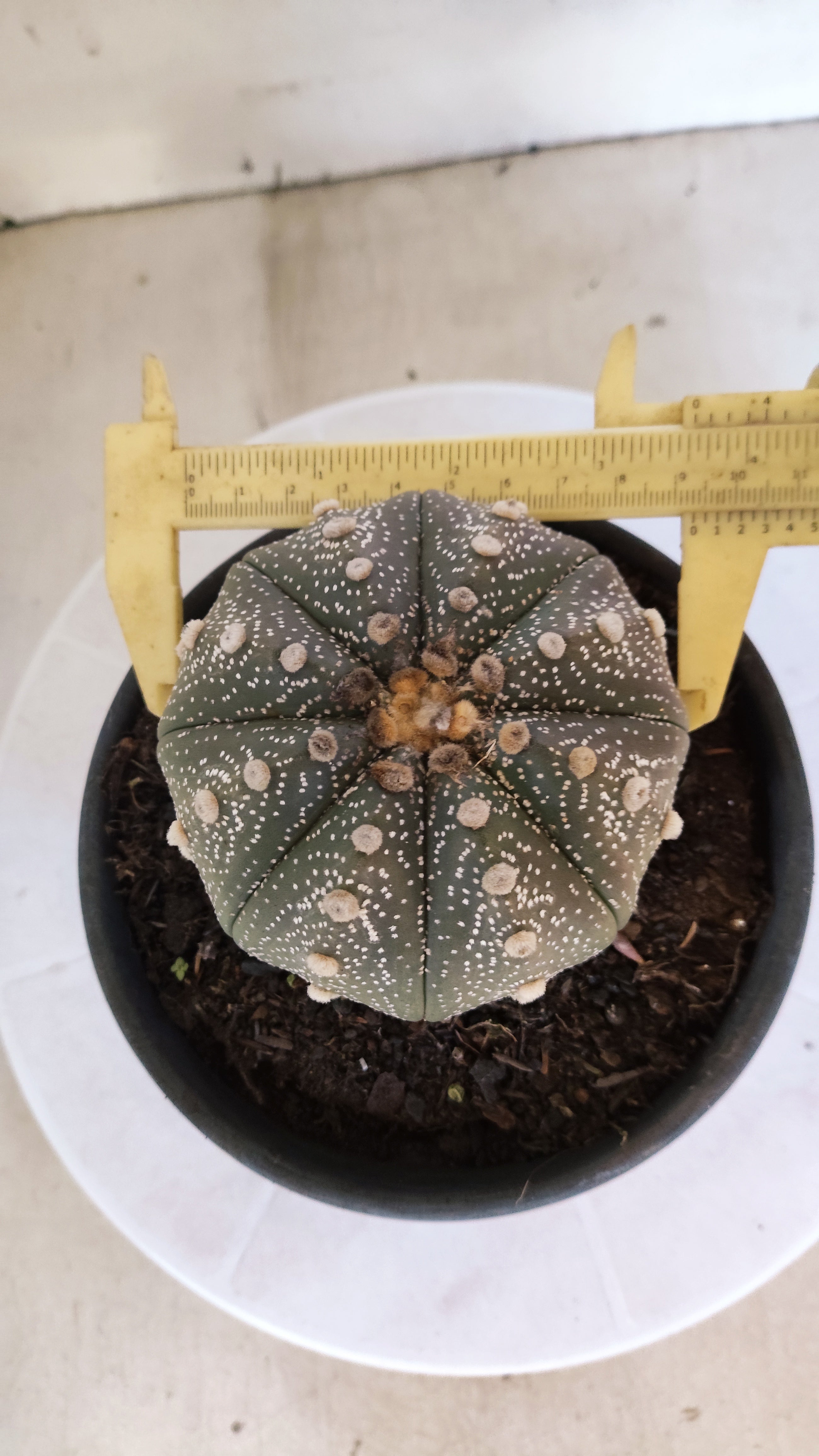 ASTROPHYTUM ASTERIAS STAR SHAPE Nº 1069 – vaso 15
