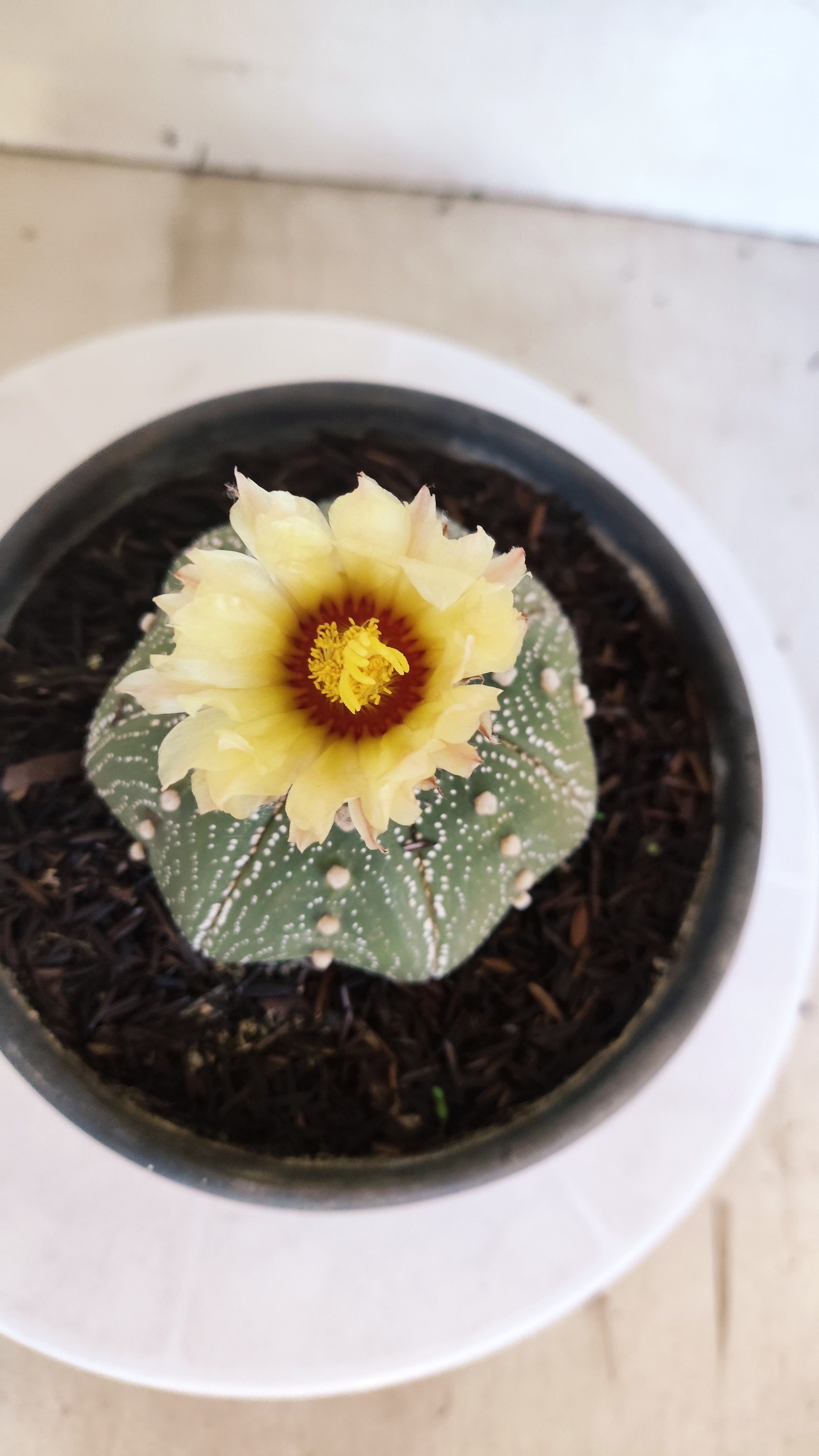 ASTROPHYTUM ASTERIAS "STAR SHAPE"   Nº 1150 – vaso 15