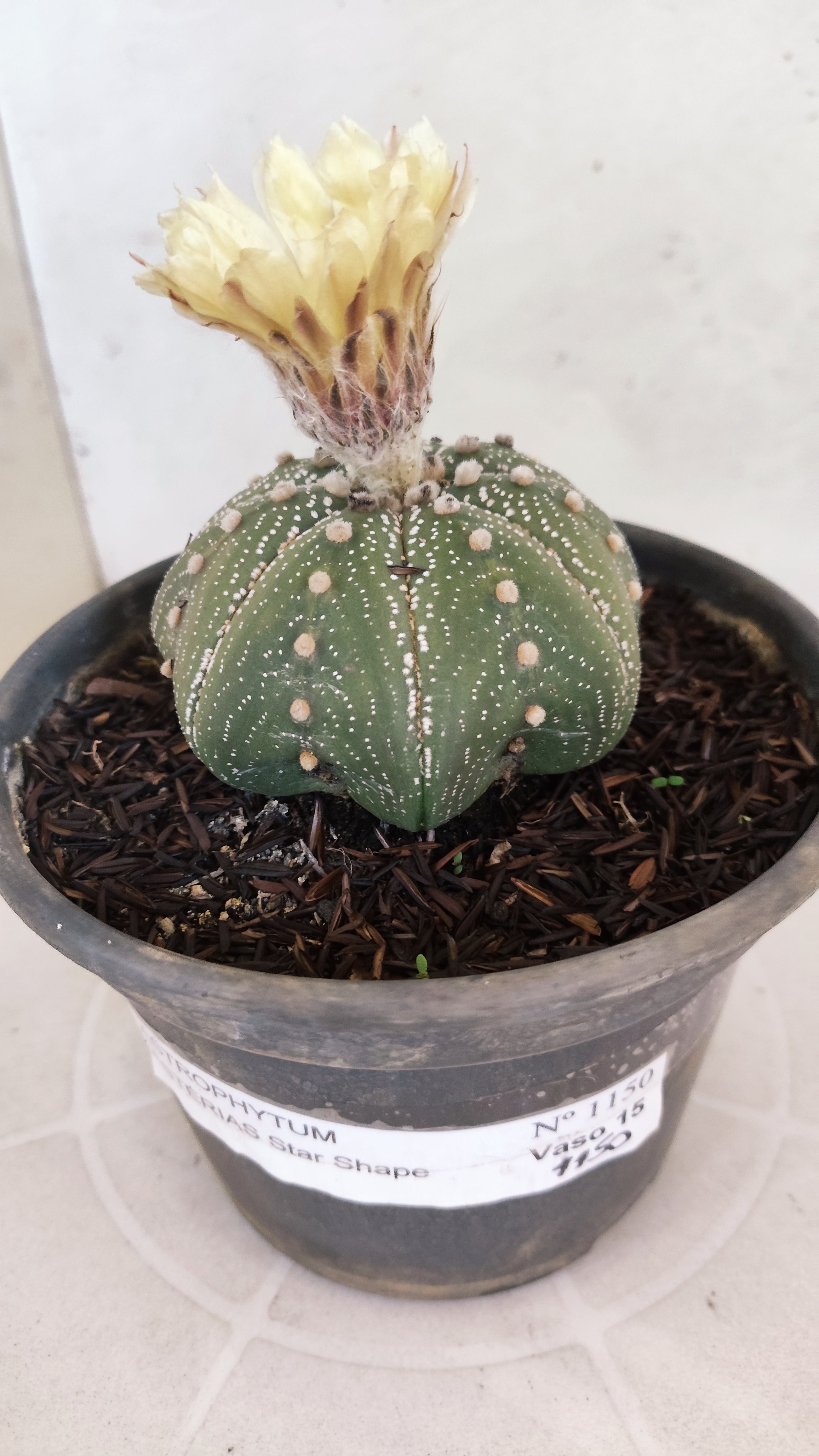 ASTROPHYTUM ASTERIAS "STAR SHAPE"   Nº 1150 – vaso 15