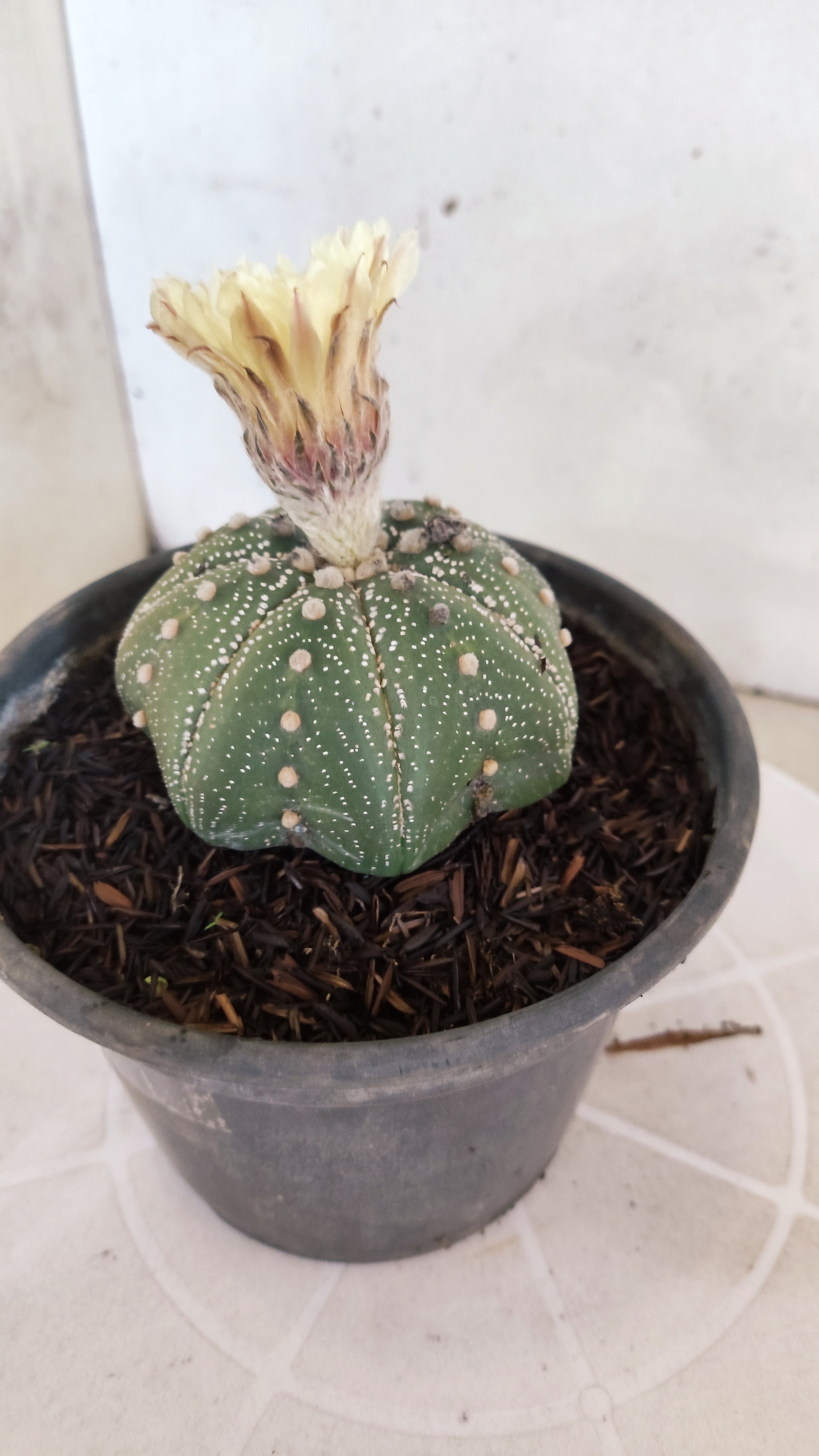ASTROPHYTUM ASTERIAS "STAR SHAPE"   Nº 1150 – vaso 15