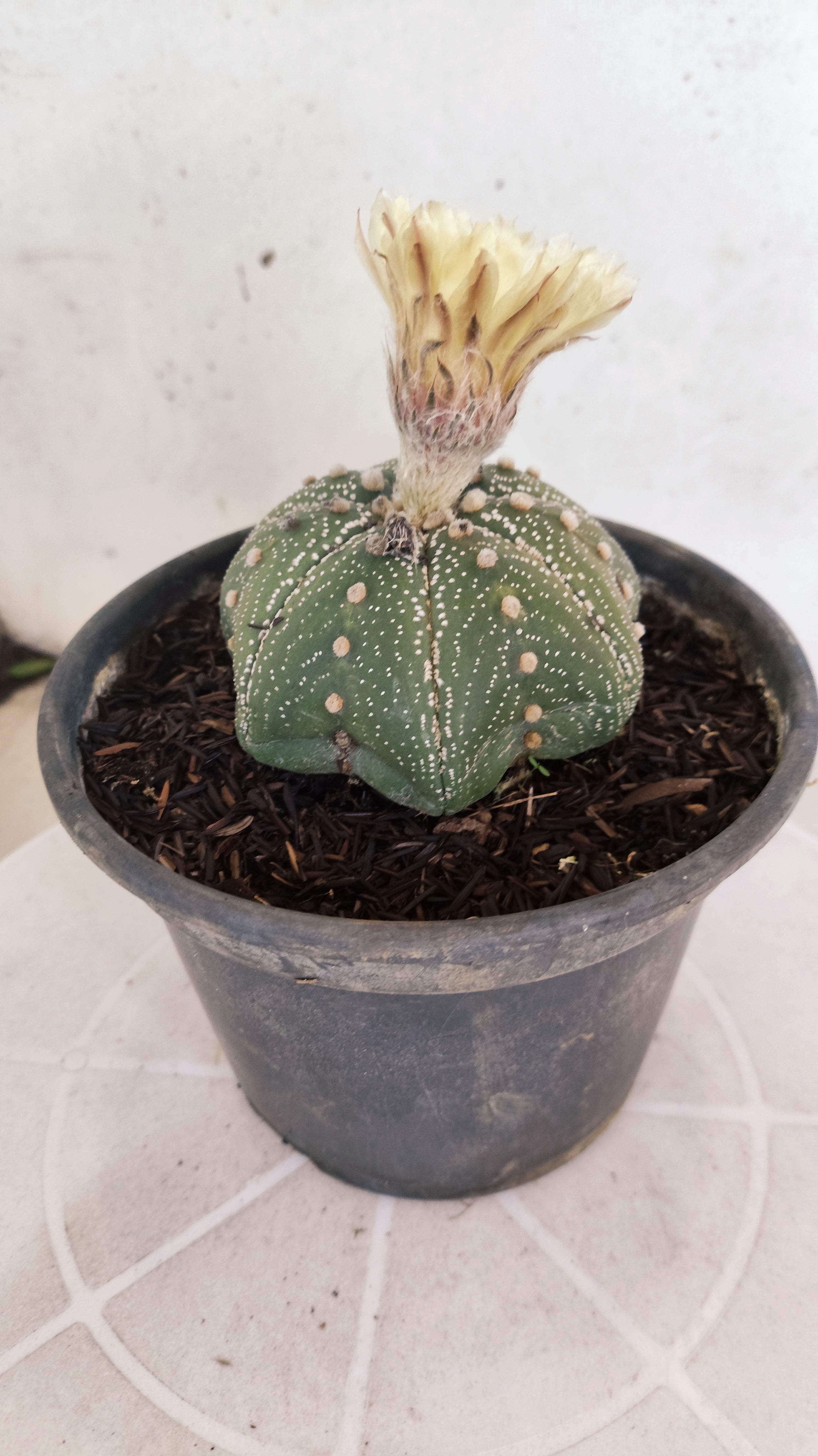 ASTROPHYTUM ASTERIAS "STAR SHAPE"   Nº 1150 – vaso 15