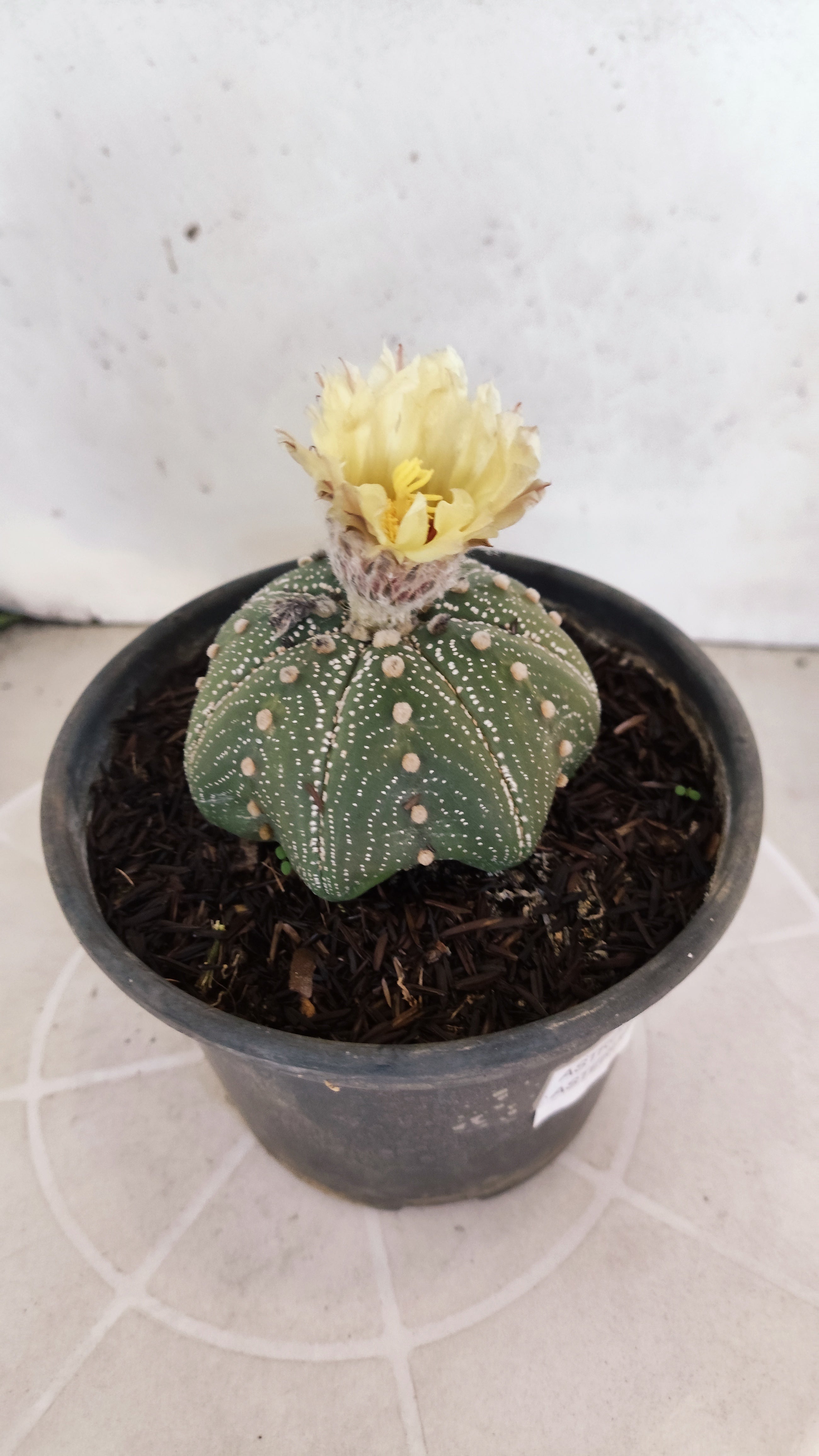 ASTROPHYTUM ASTERIAS "STAR SHAPE"   Nº 1150 – vaso 15