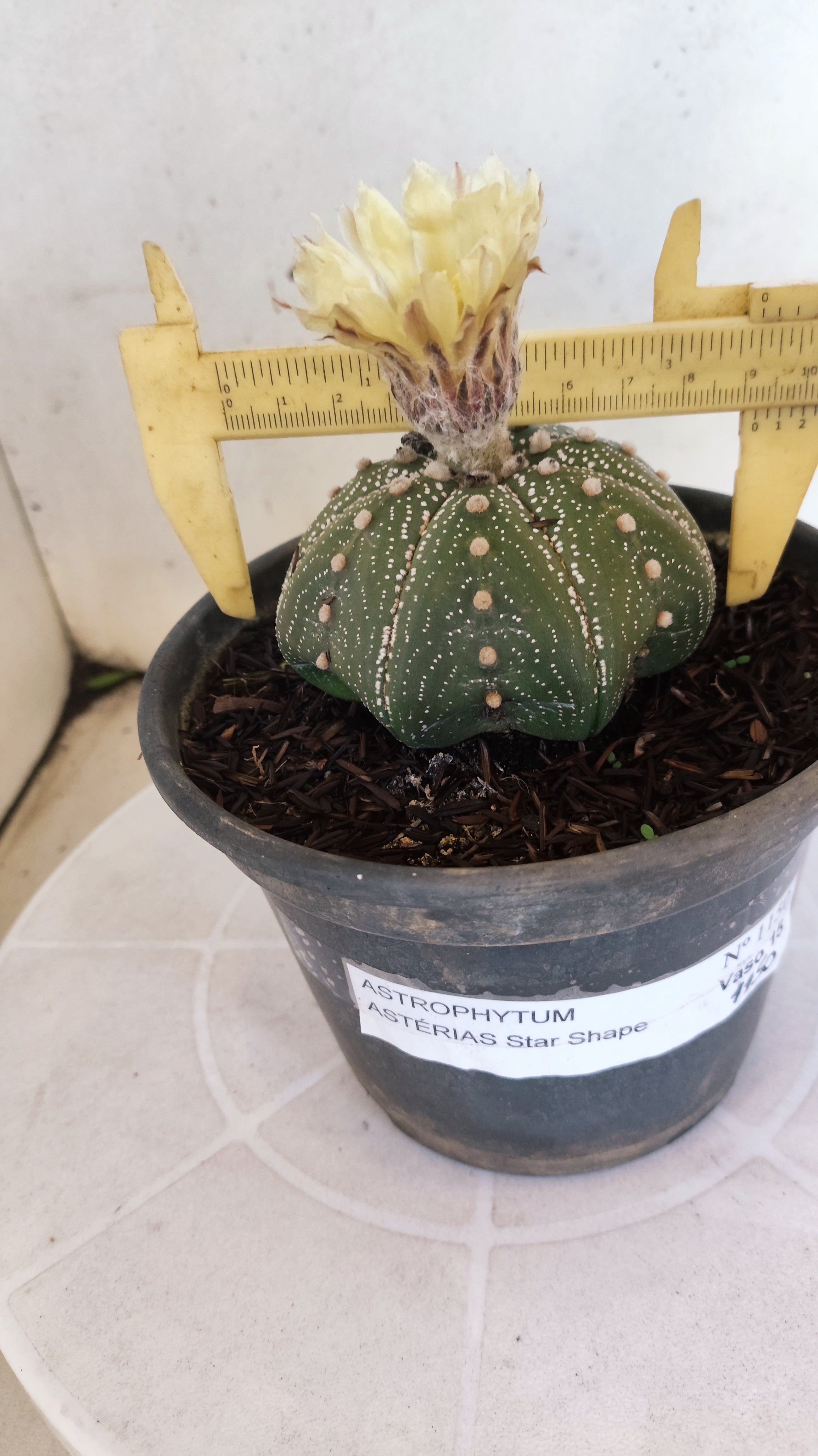 ASTROPHYTUM ASTERIAS "STAR SHAPE"   Nº 1150 – vaso 15