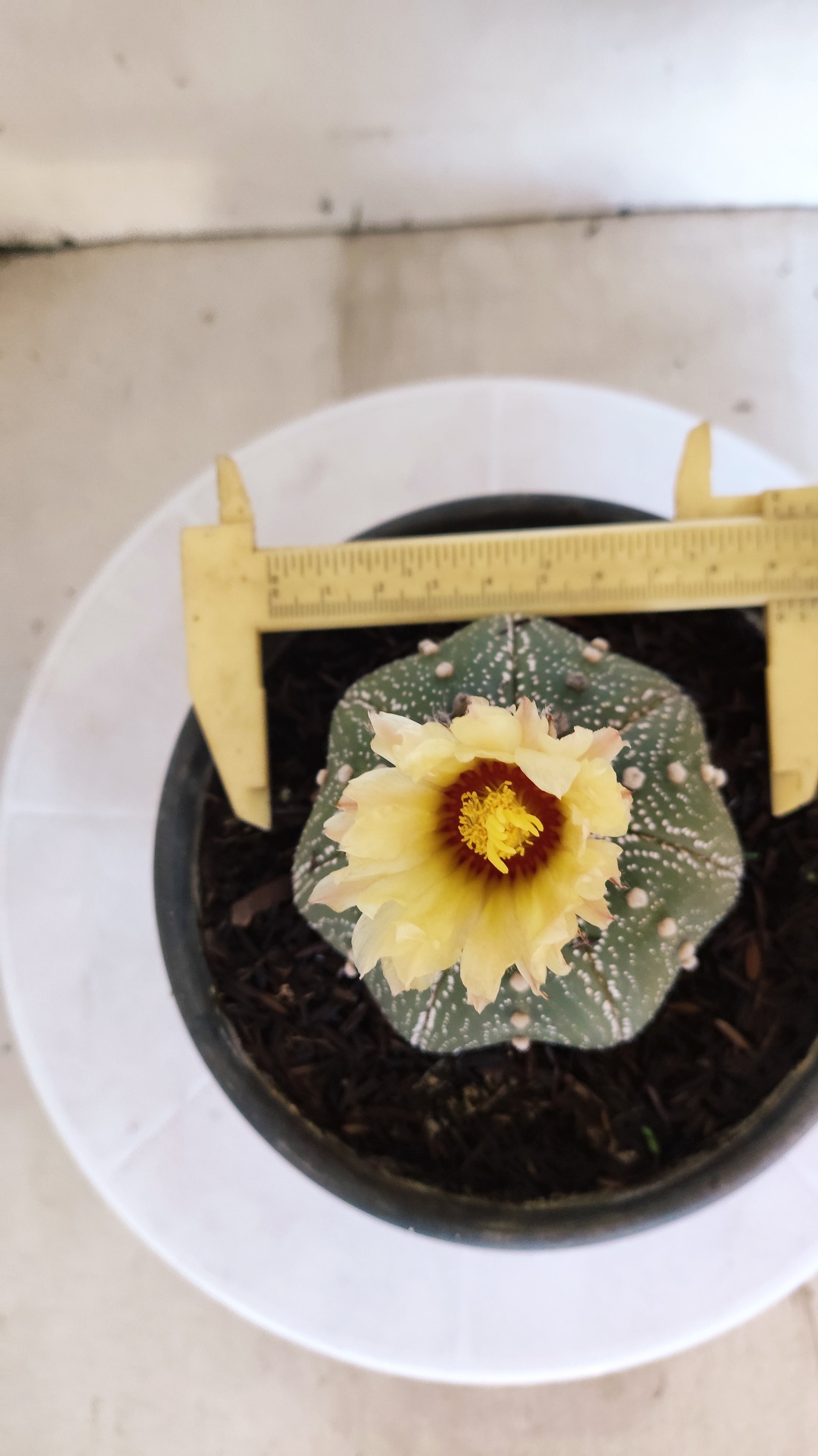 ASTROPHYTUM ASTERIAS "STAR SHAPE"   Nº 1150 – vaso 15