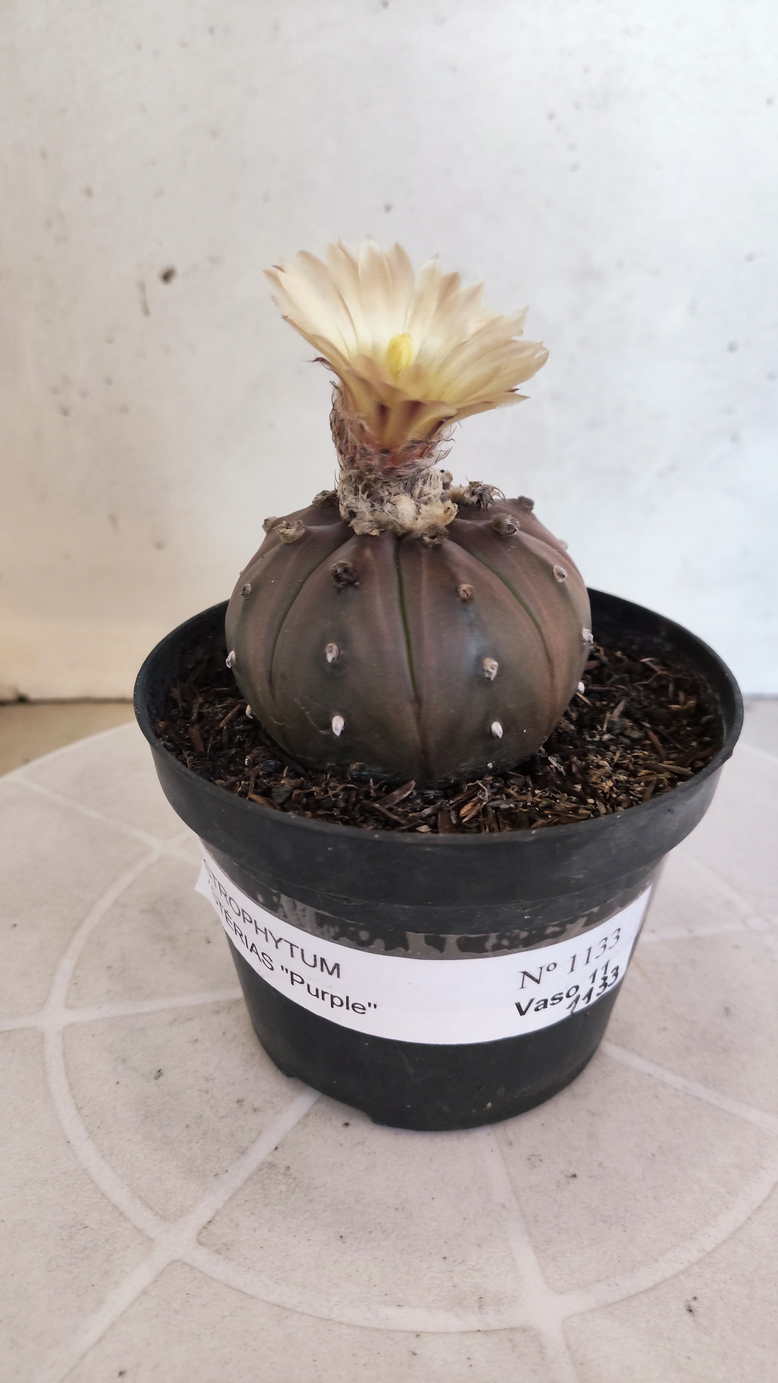 ASTROPHYTUM ASTERIAS “Purple”  Nº 1133 – vaso 11