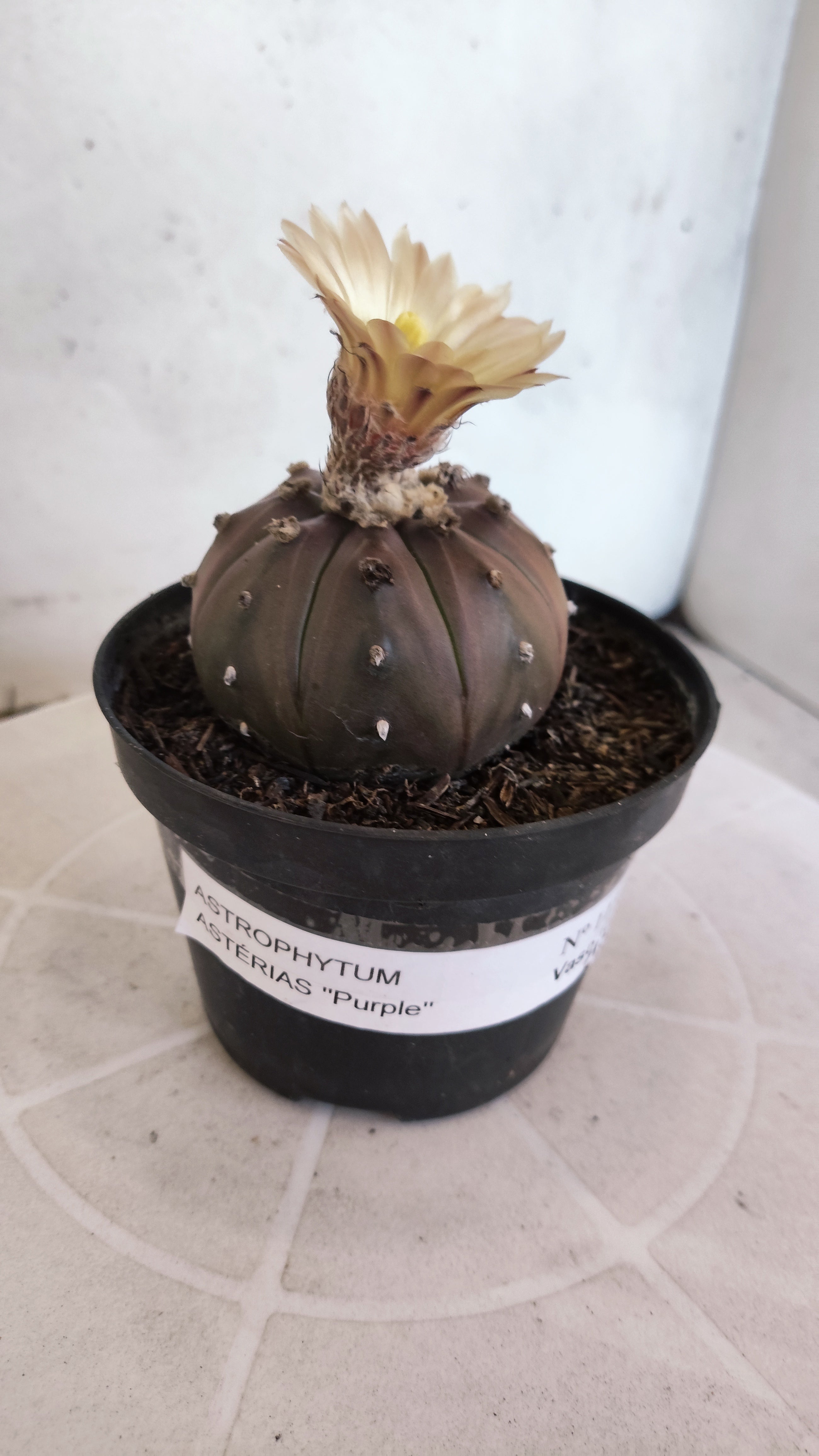 ASTROPHYTUM ASTERIAS “Purple”  Nº 1133 – vaso 11