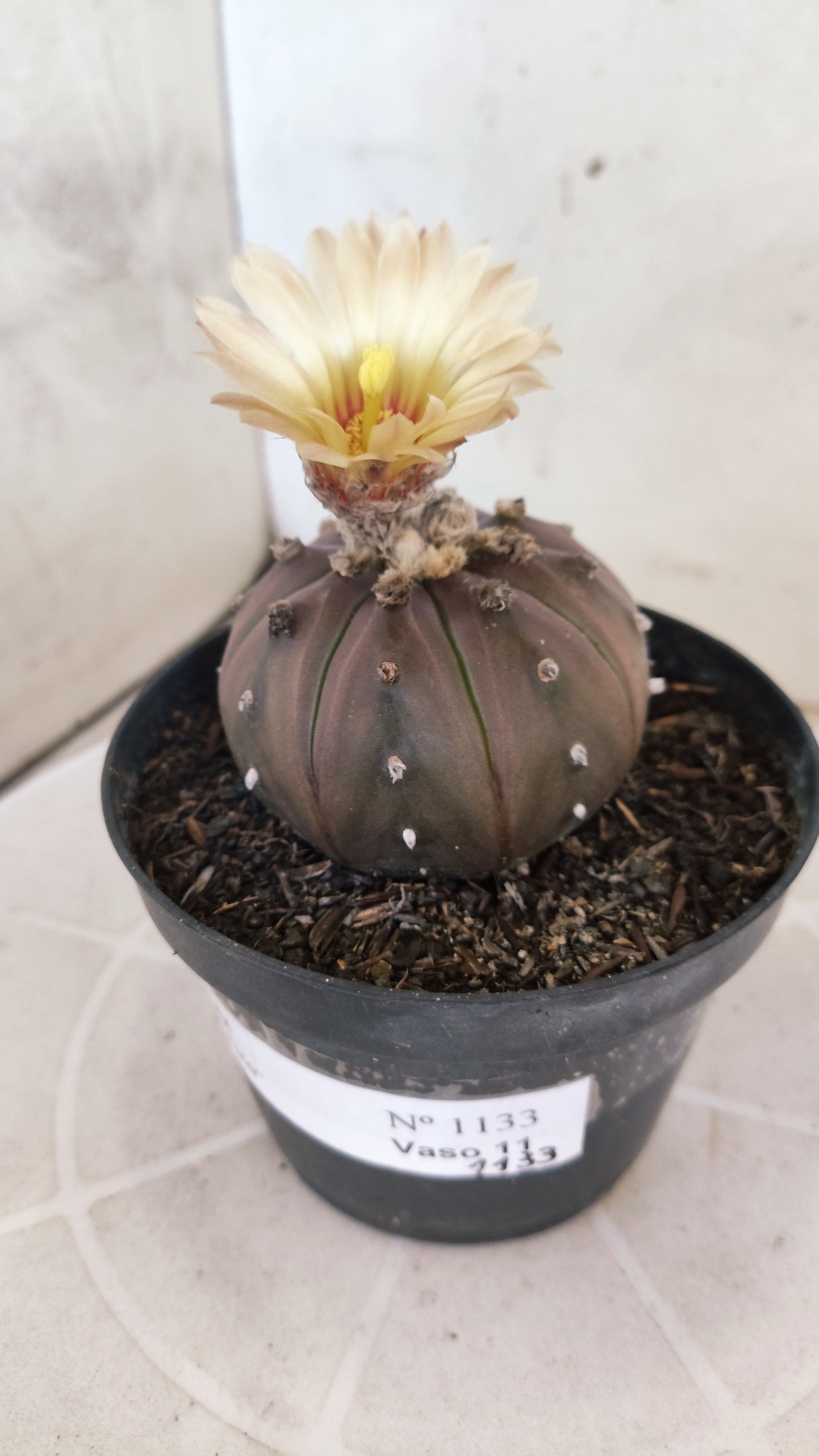 ASTROPHYTUM ASTERIAS “Purple”  Nº 1133 – vaso 11